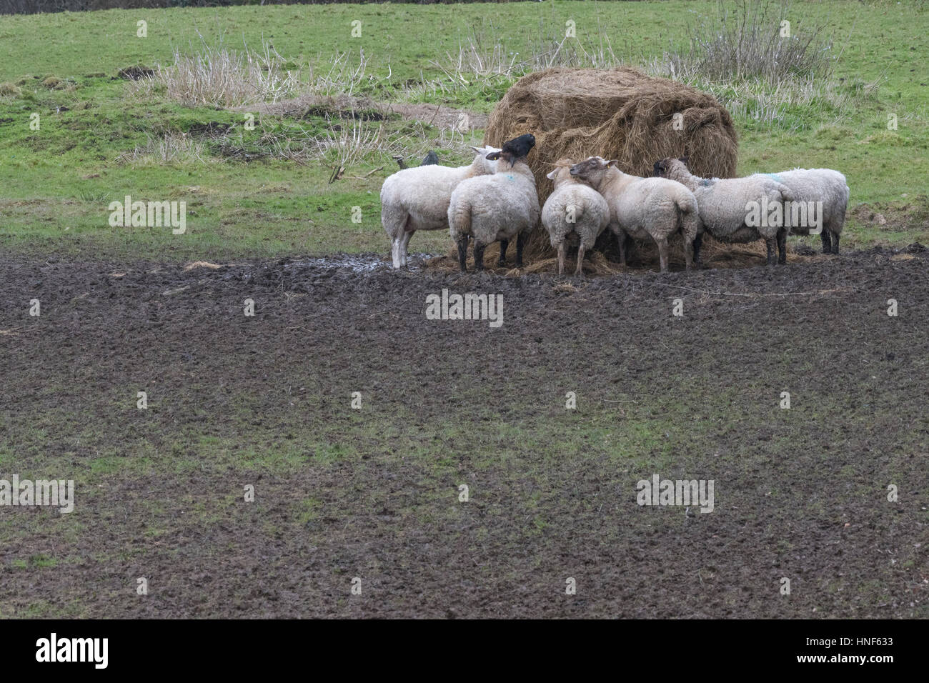 Sheep feeding from pile of supplied fodder during winter months. Parody for concept of 'group think', and herd mentality, livestock farming UK. Stock Photo