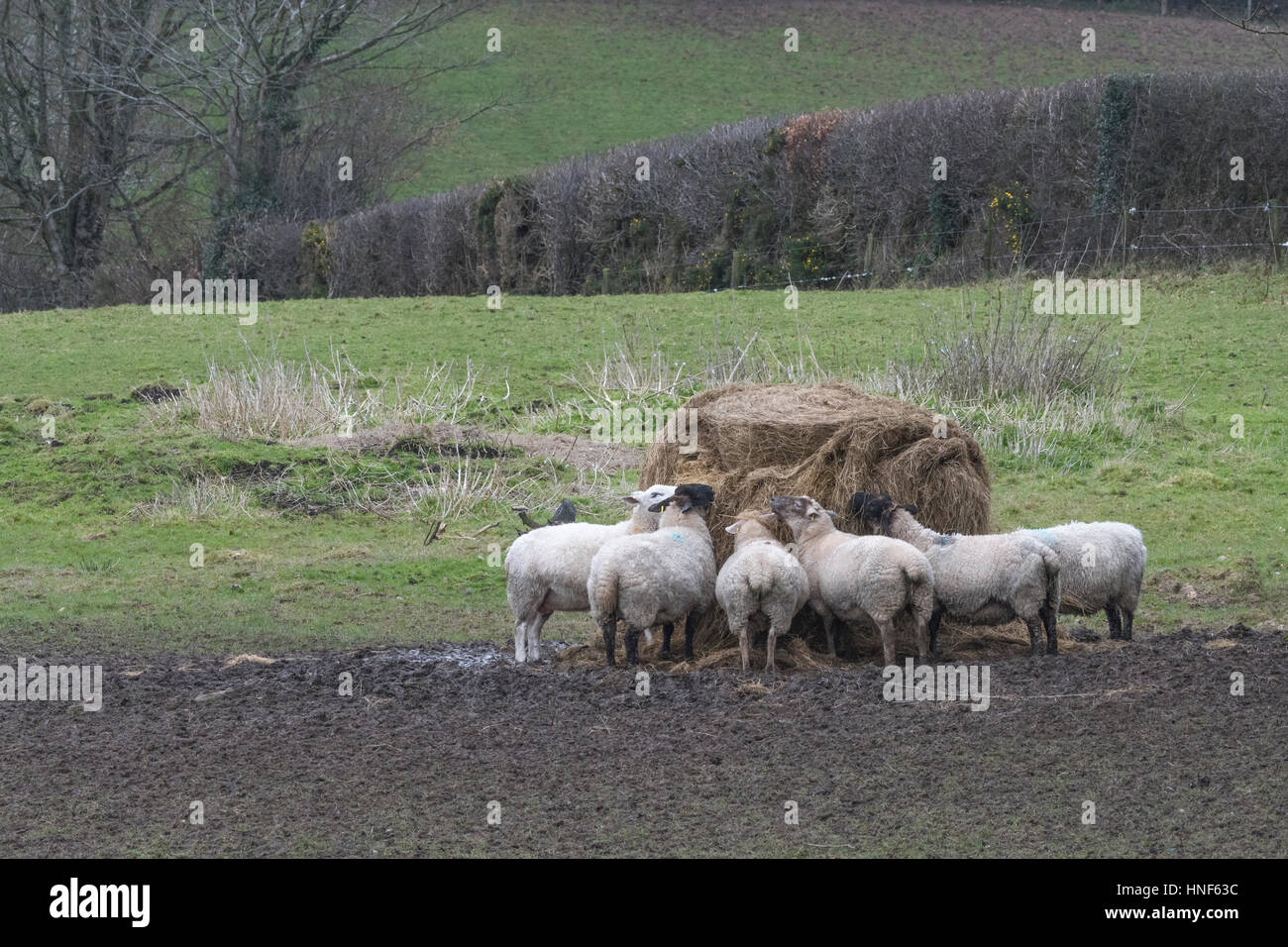 Sheep feeding from pile of supplied fodder during winter months. Parody for concept of 'group think', and herd mentality, livestock farming UK. Stock Photo