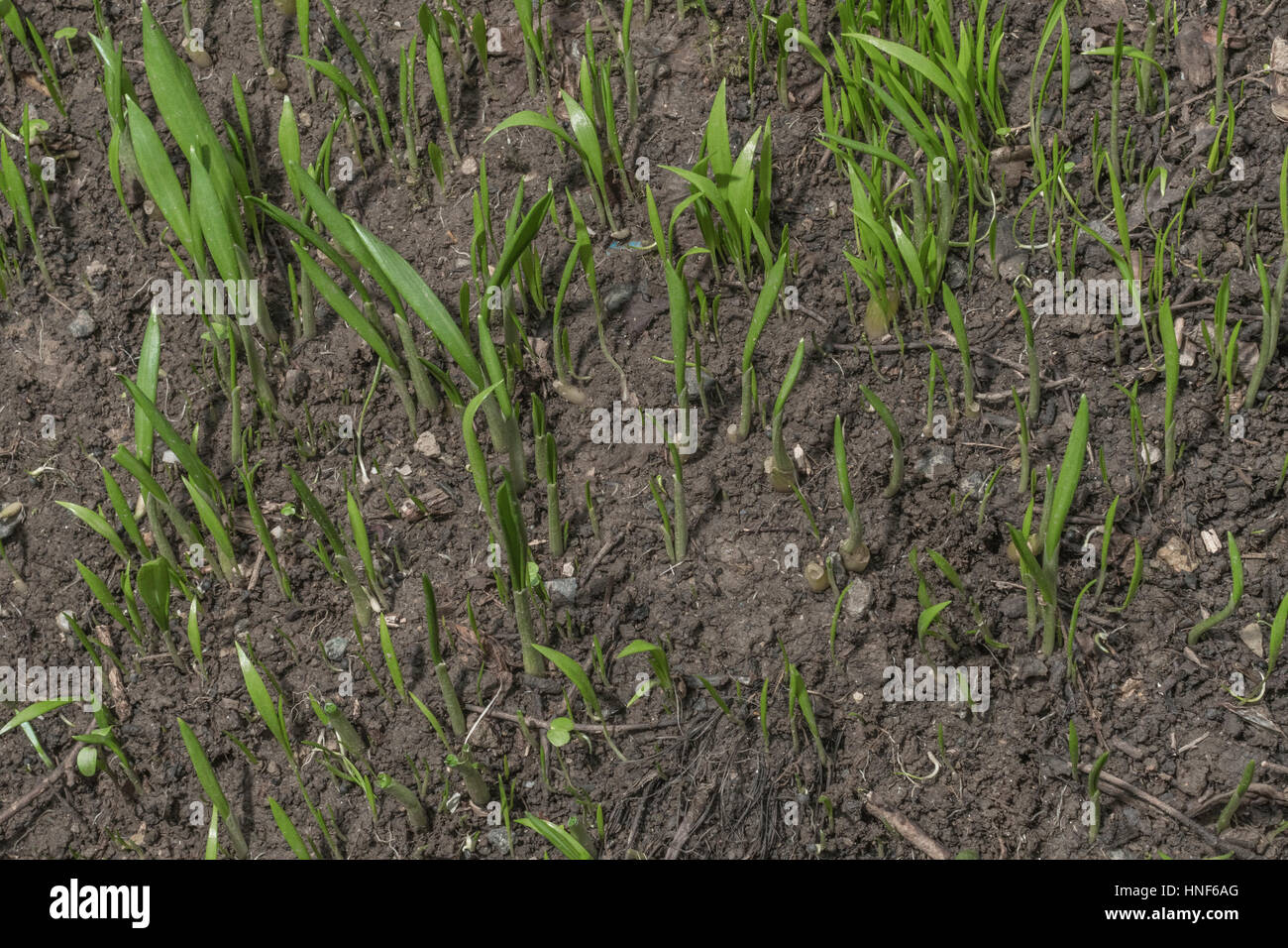 Early spring shoots of Ramsons / Allium ursinum, also known as Bear's Garlic. A forager's delight. Stock Photo