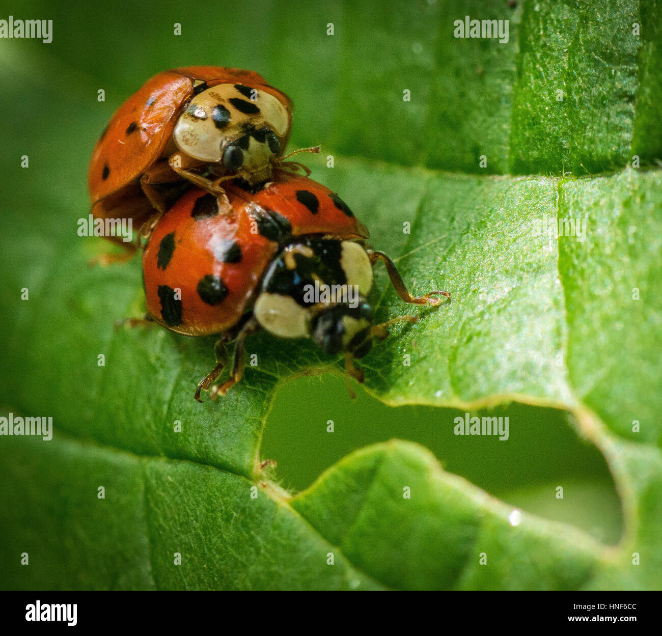 Ladybird / Ladybug Stock Photo