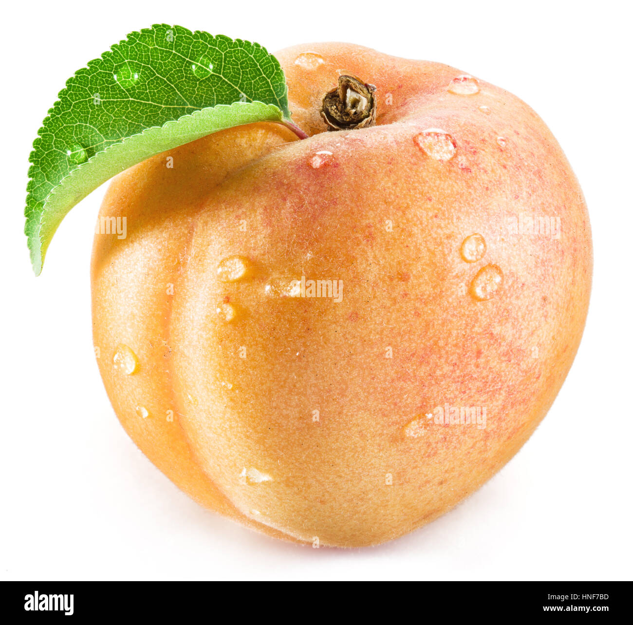 Apricot fruit with leaf and water drops on it on the white background