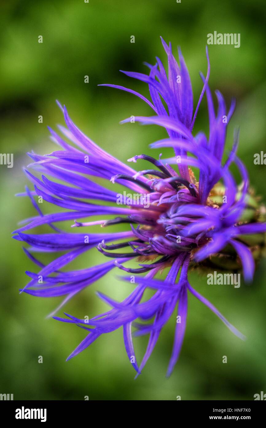 Mountain Bluet flower, cyanus montanus Stock Photo