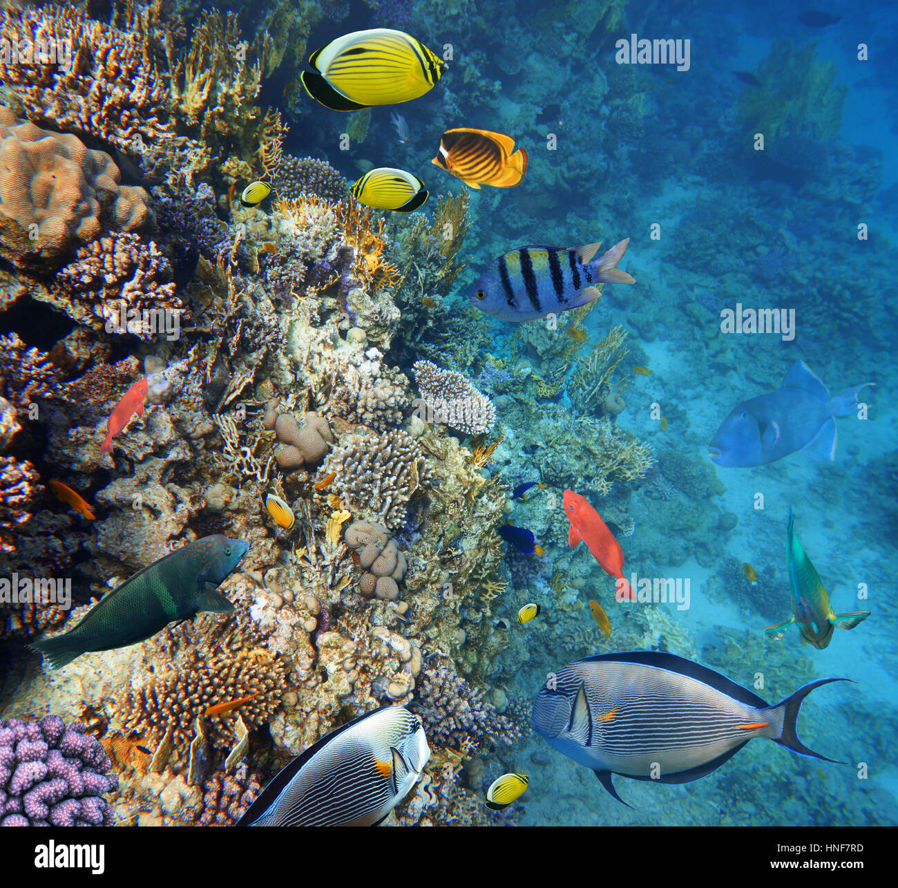 Colorful coral reef fishes of the Red Sea. Stock Photo