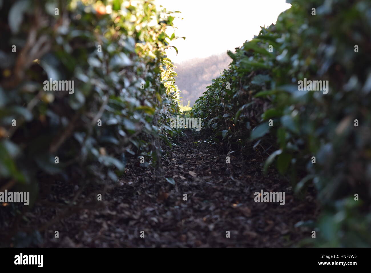 Tea plantation farm Stock Photo