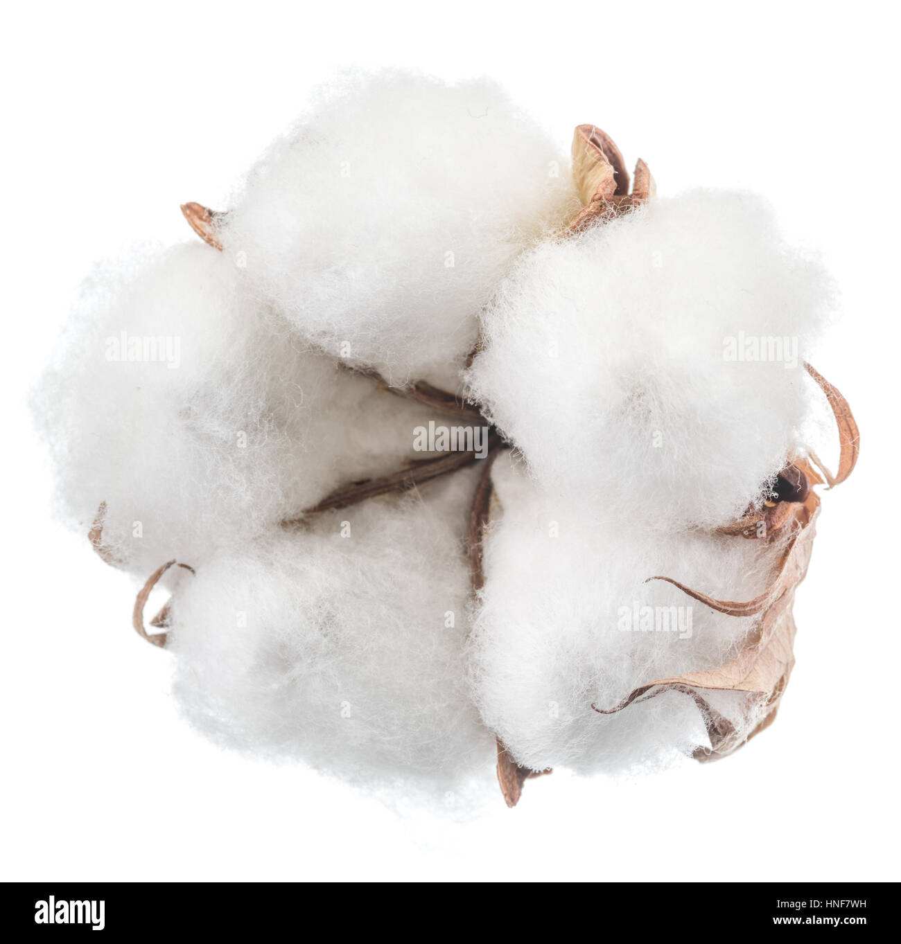 Fluffy cotton ball of cotton plant on a white background Stock Photo