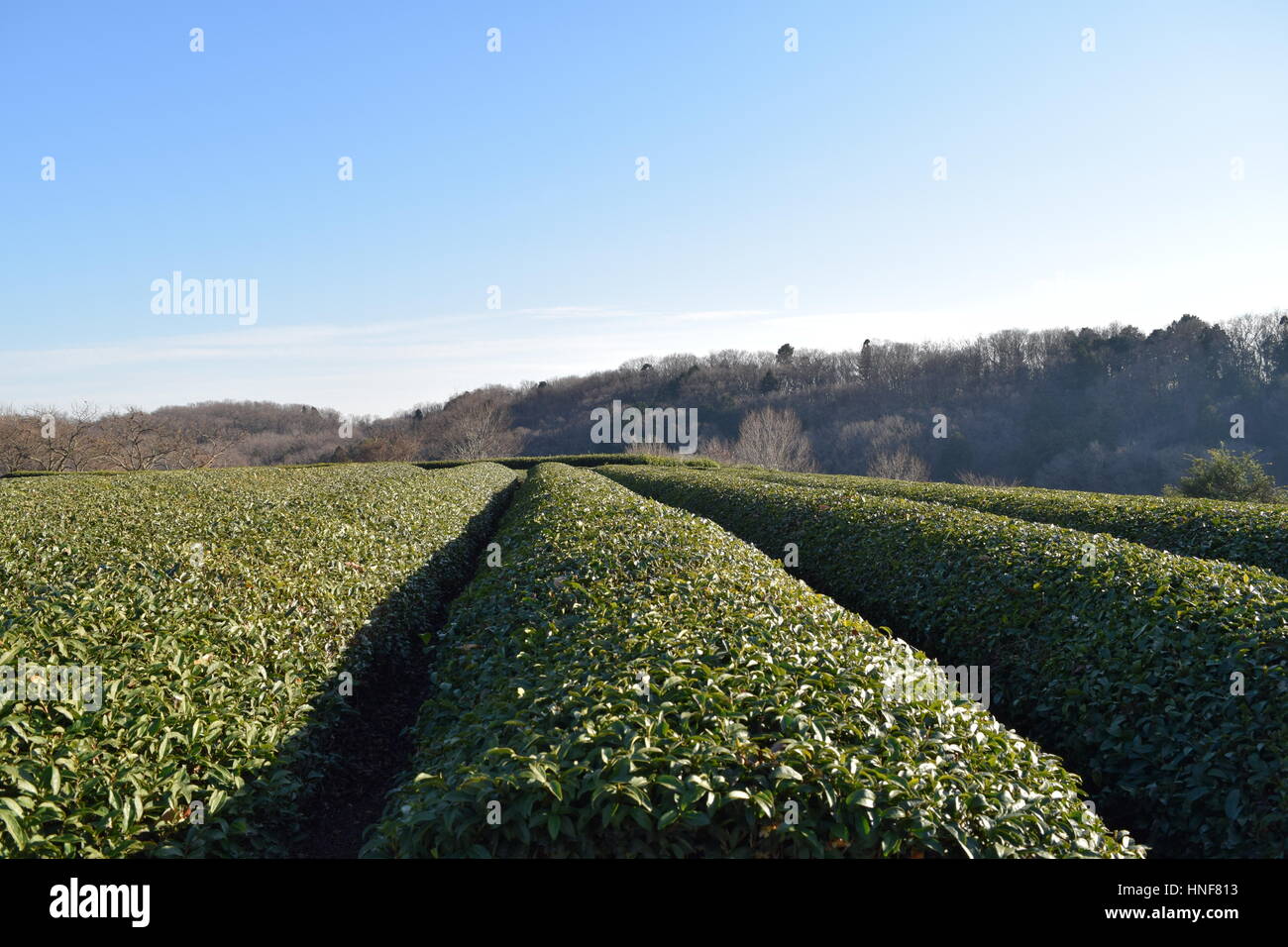 Tea plantation farm Stock Photo