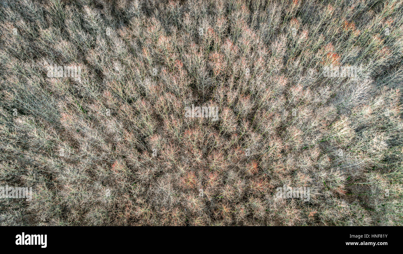 Aerial view of winter forest Stock Photo