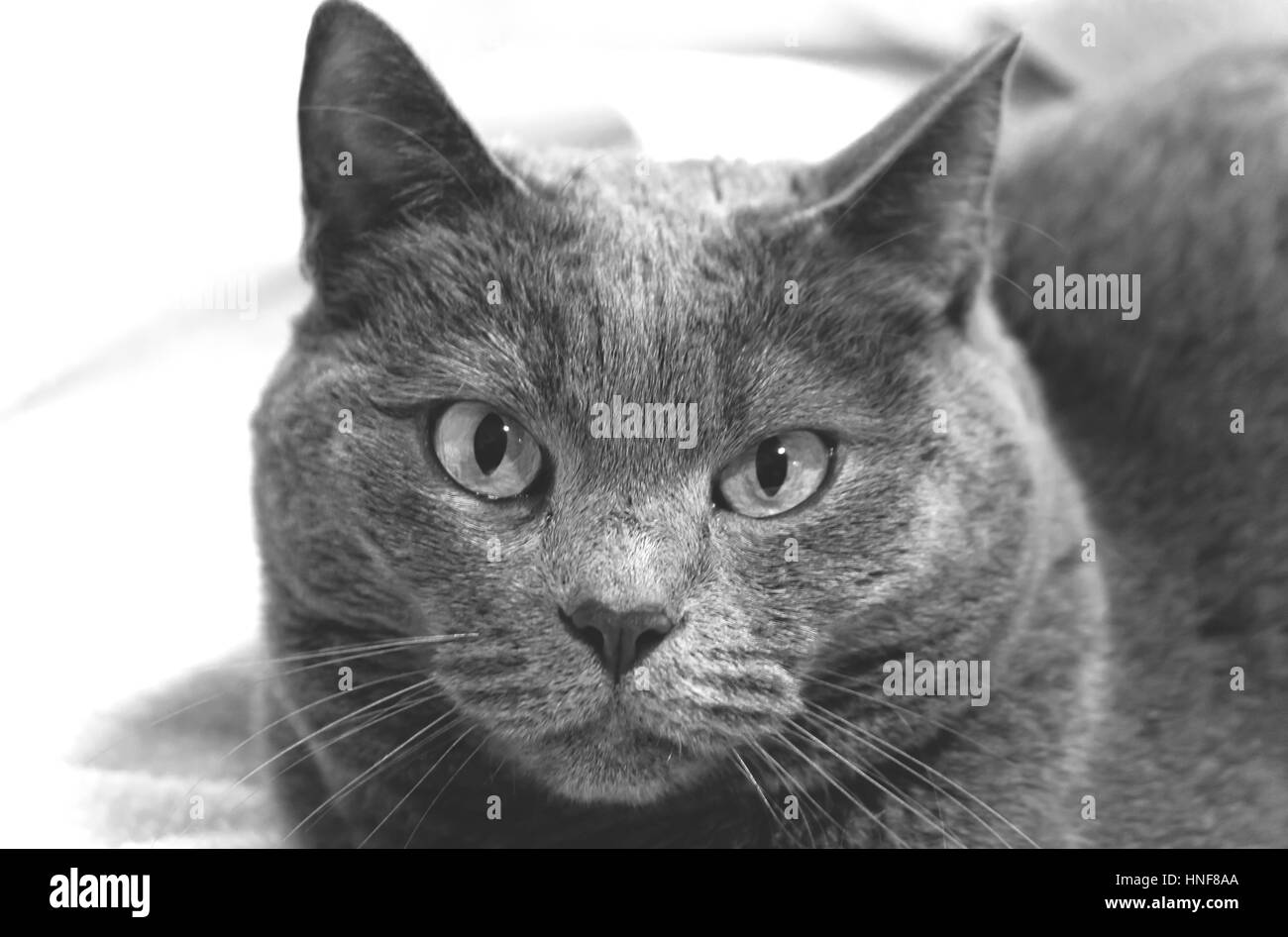 Portrait of a Chartreux Cat. Stock Photo