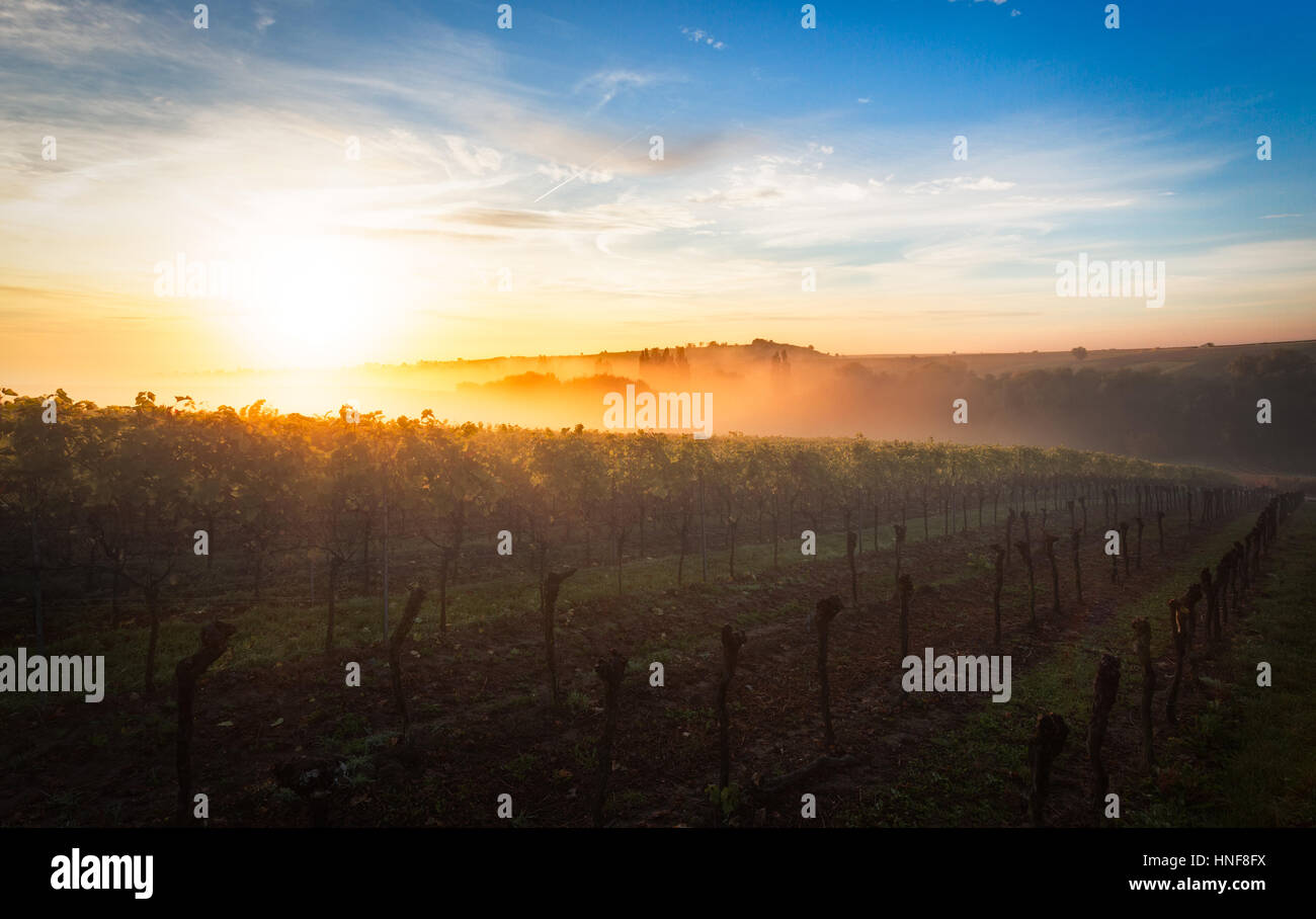 Sunrise in vineyard, Pfalz, Germany Stock Photo