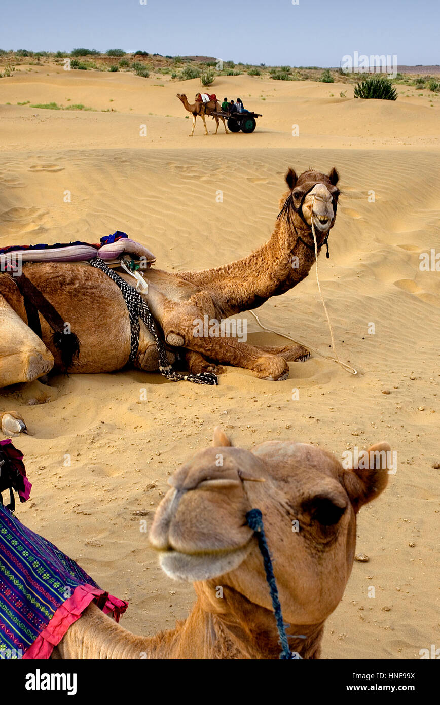 Camels on Sam dunes in Desert National Park in the Great Thar Desert,near Jaisalmer, Rajasthan, India Stock Photo