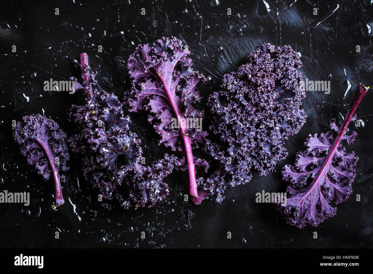 Red kale on black background Stock Photo