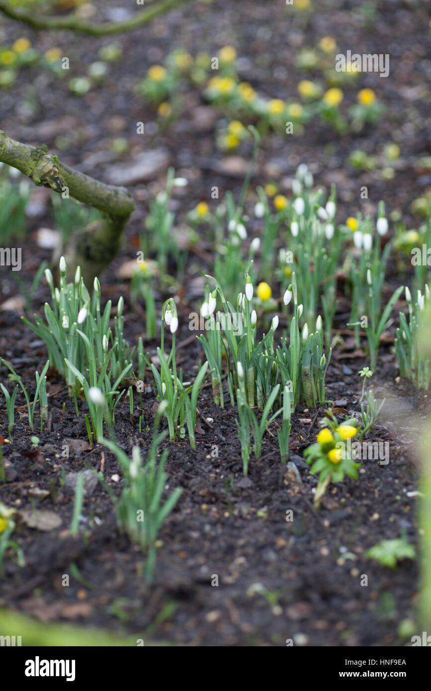 Snowdrops emerge in the springtime Stock Photo