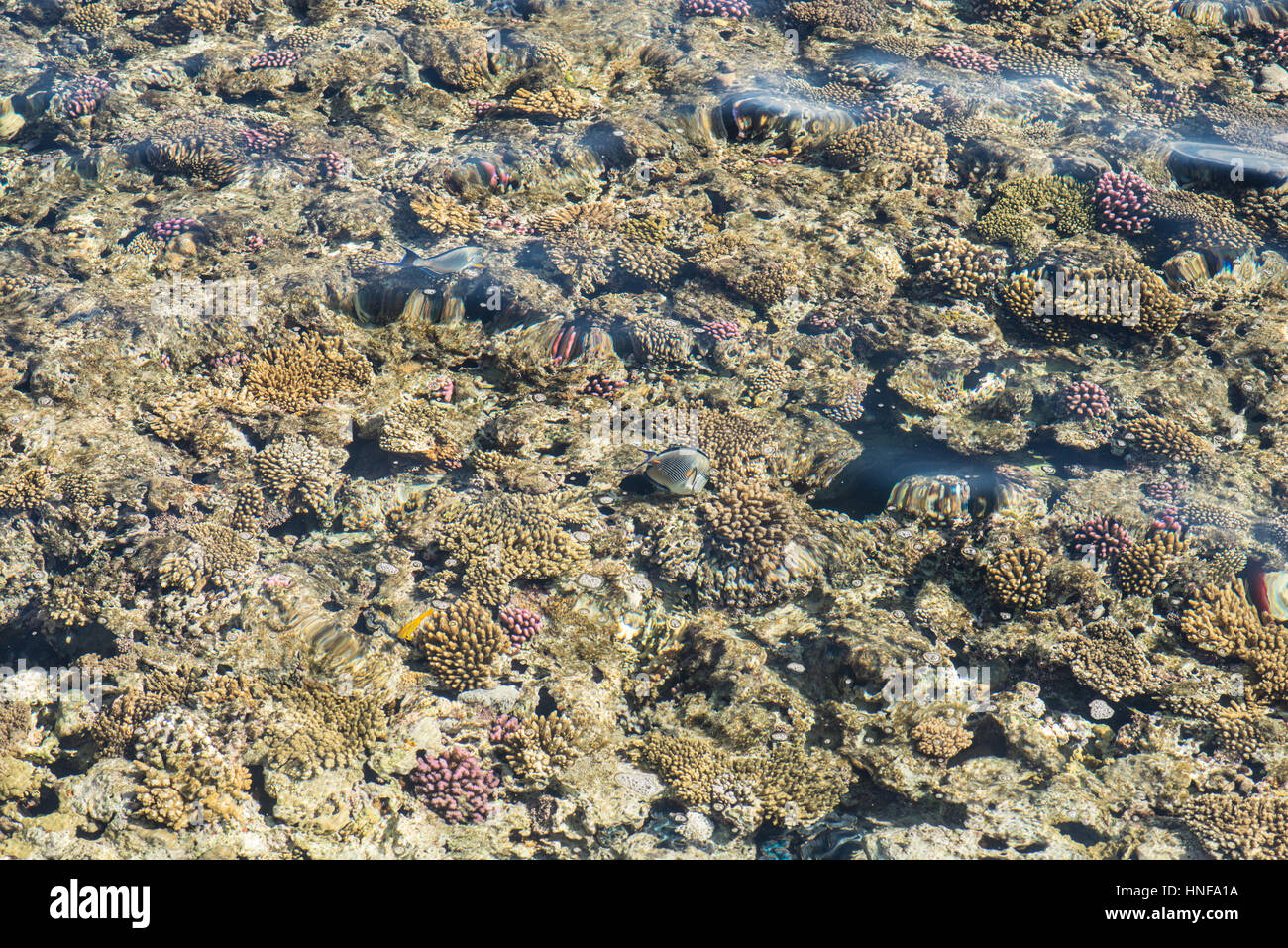 top view of coral reef. coral reef in the red sea texture Stock Photo