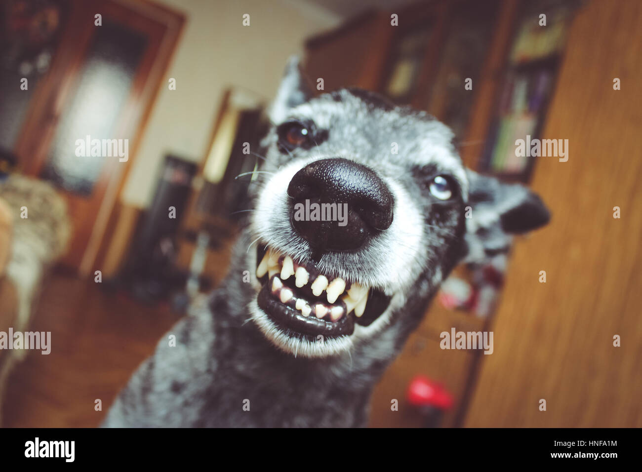 Grey shepherd grins in the house Stock Photo