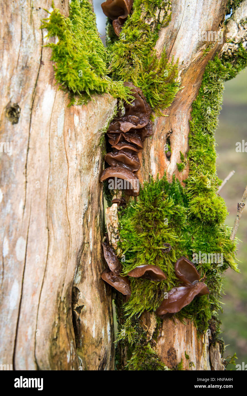 Jelly ear fungus (Auricularia auricula-judae), also known as Jew's ear or Judas's ear, growing on a dead tree Stock Photo