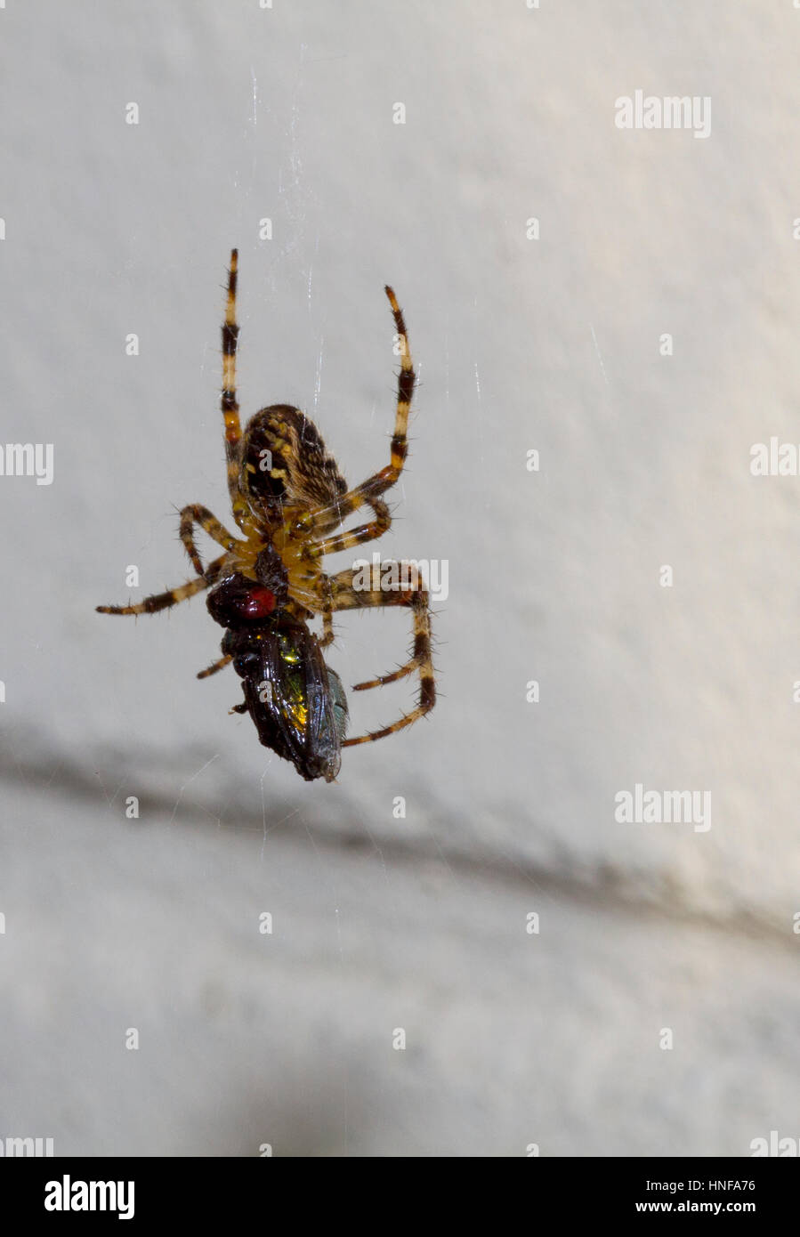 Garden spider with prey Stock Photo