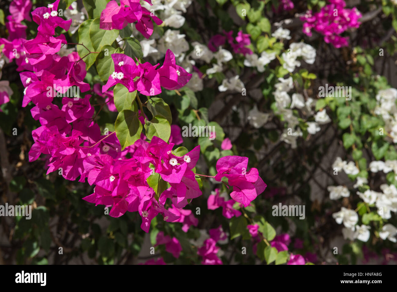 beautiful background of flowers Stock Photo - Alamy