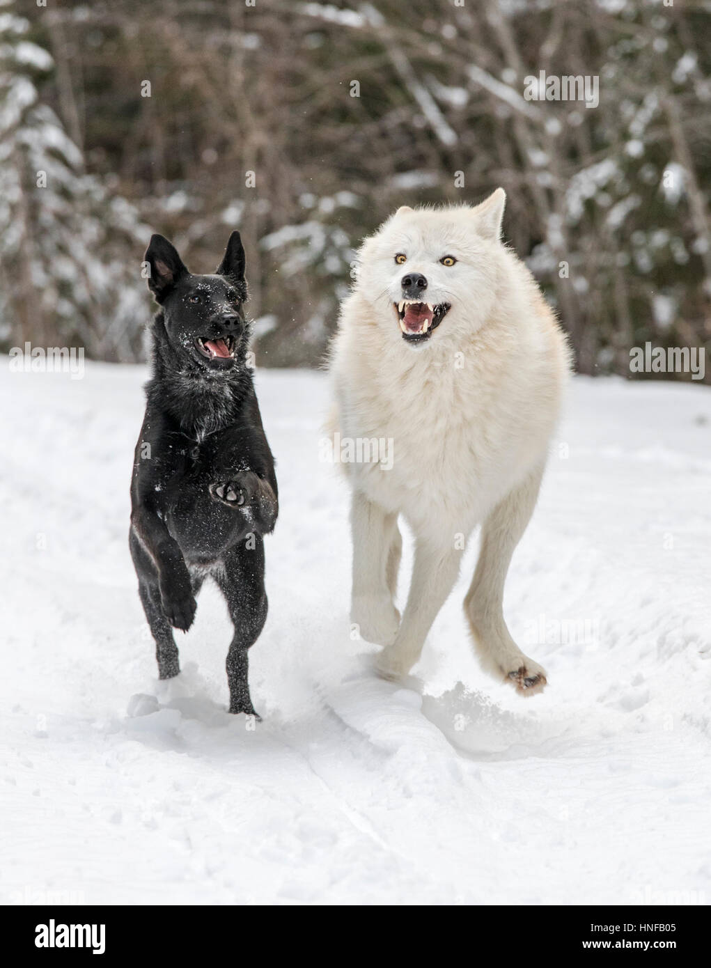 Gray Wolf; Canus Lupus; playing with Australian Kelpie dog; British Columbia; Canada Stock Photo