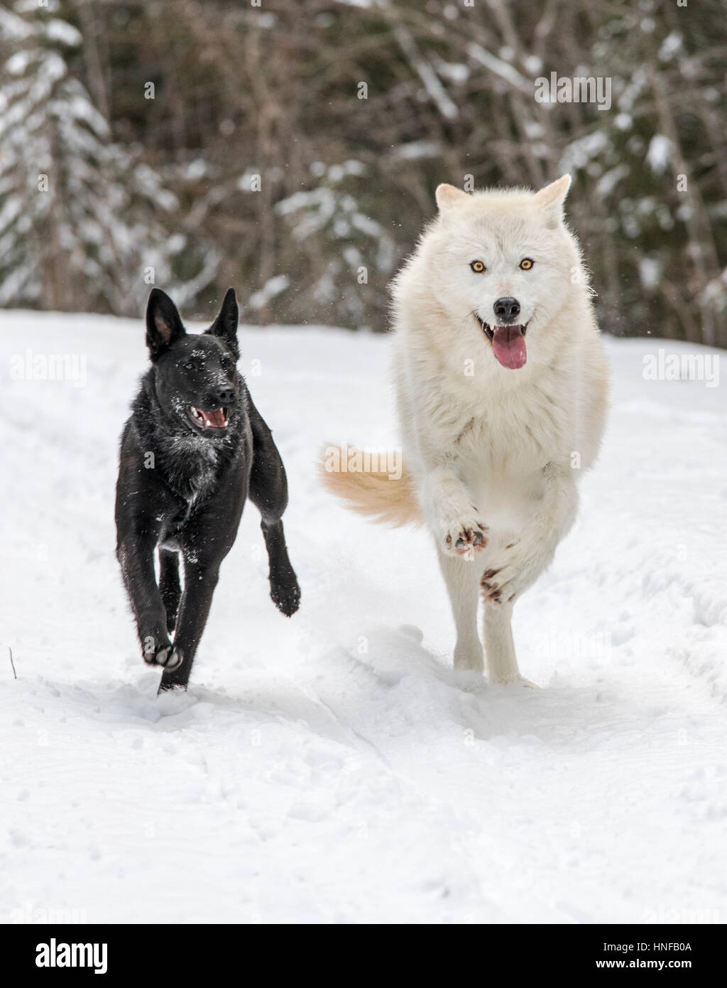 Gray Wolf; Canus Lupus; playing with Australian Kelpie dog; British Columbia; Canada Stock Photo