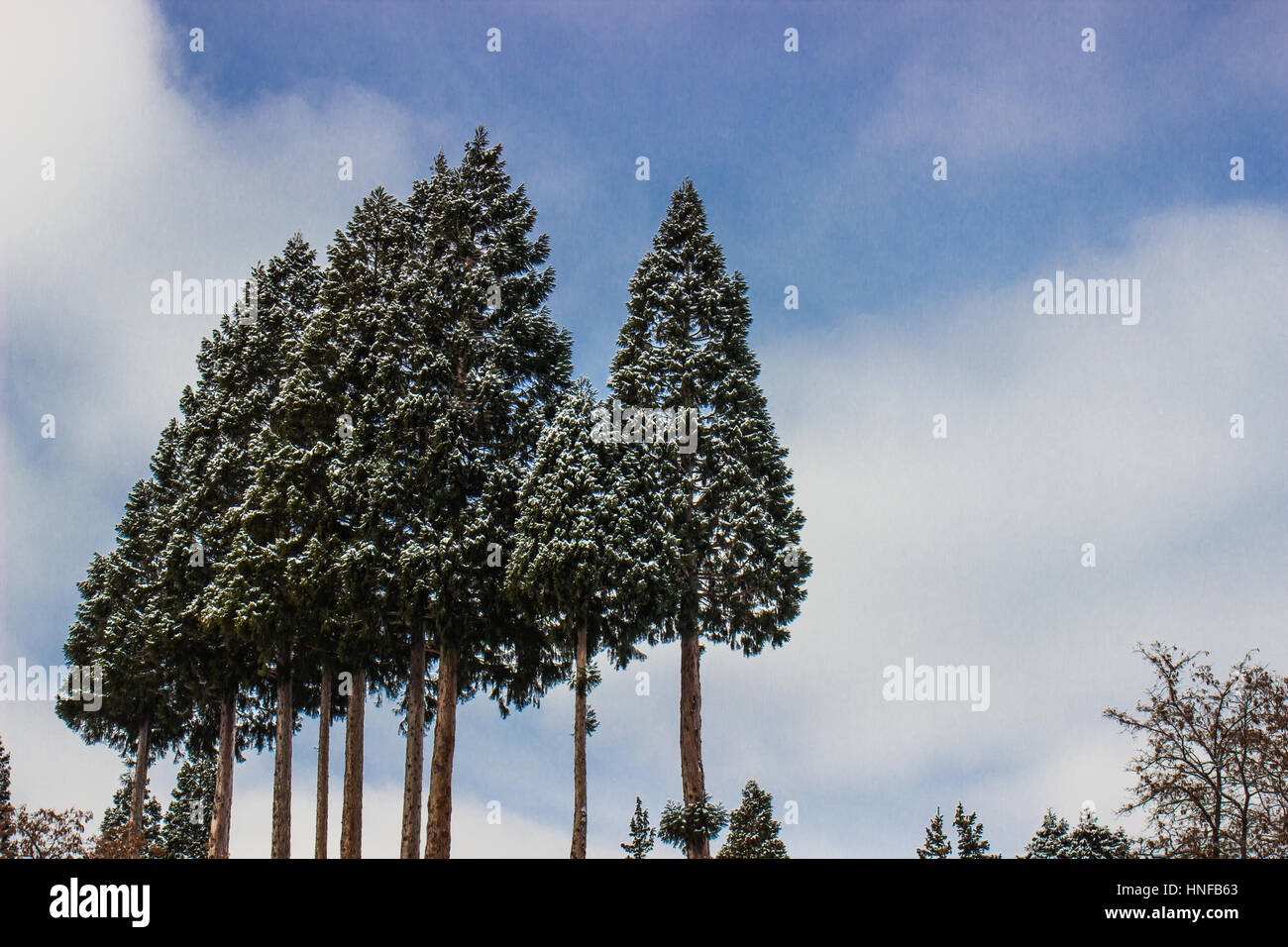 High mountains covered green trees hi-res stock photography and images ...