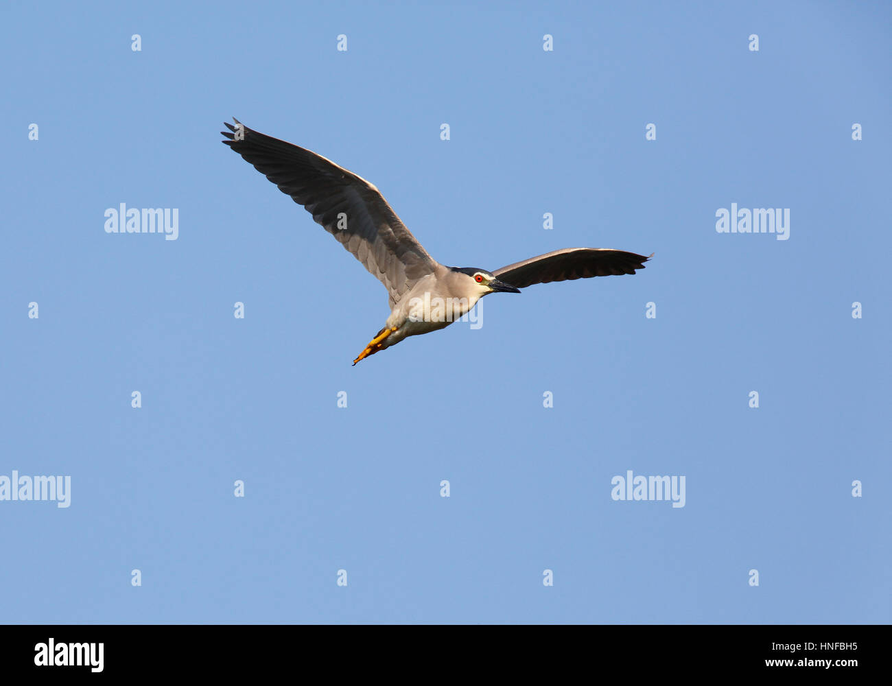 Night Heron - hungary Stock Photo