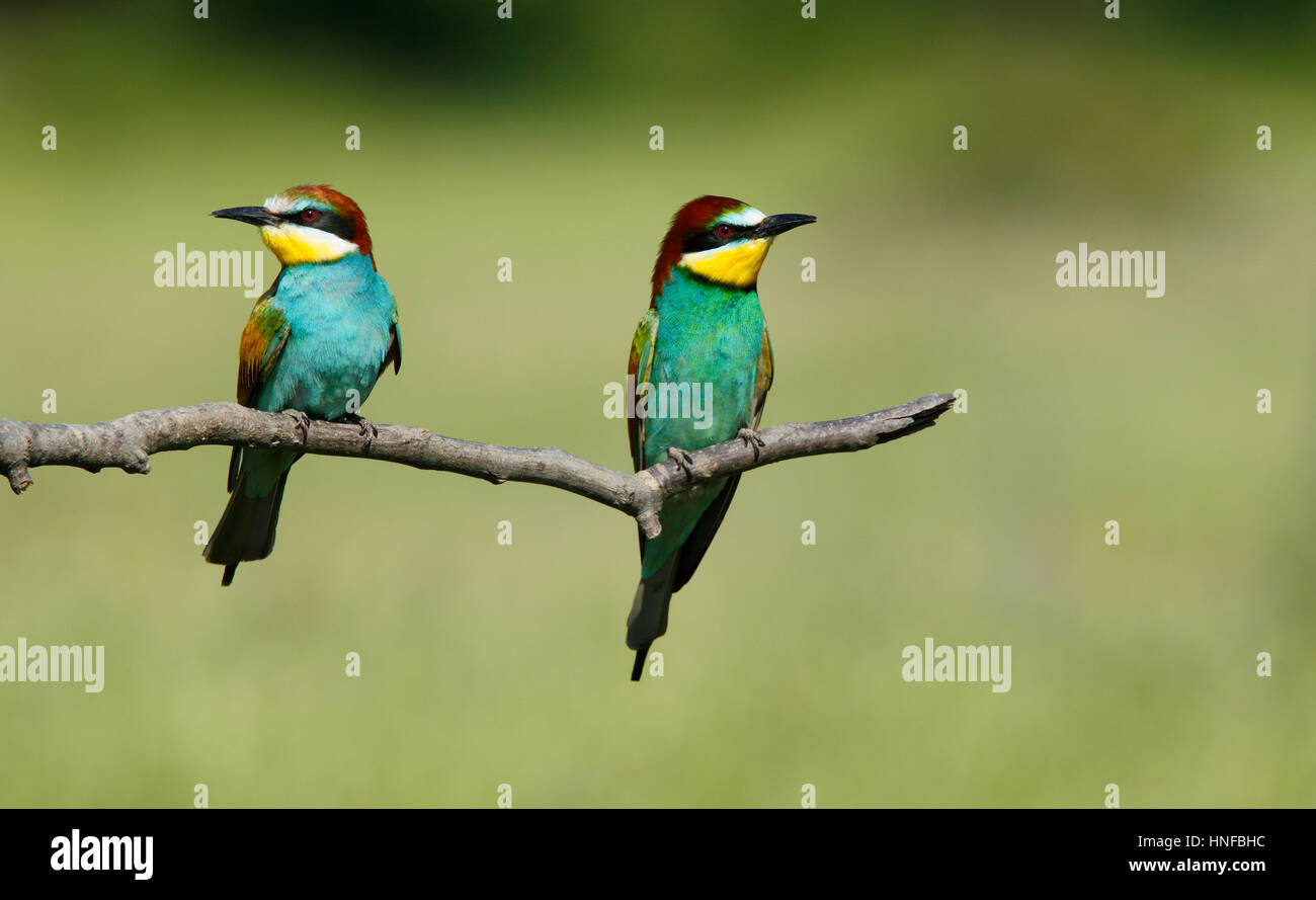 European Bee-eater, Bulgaria Stock Photo