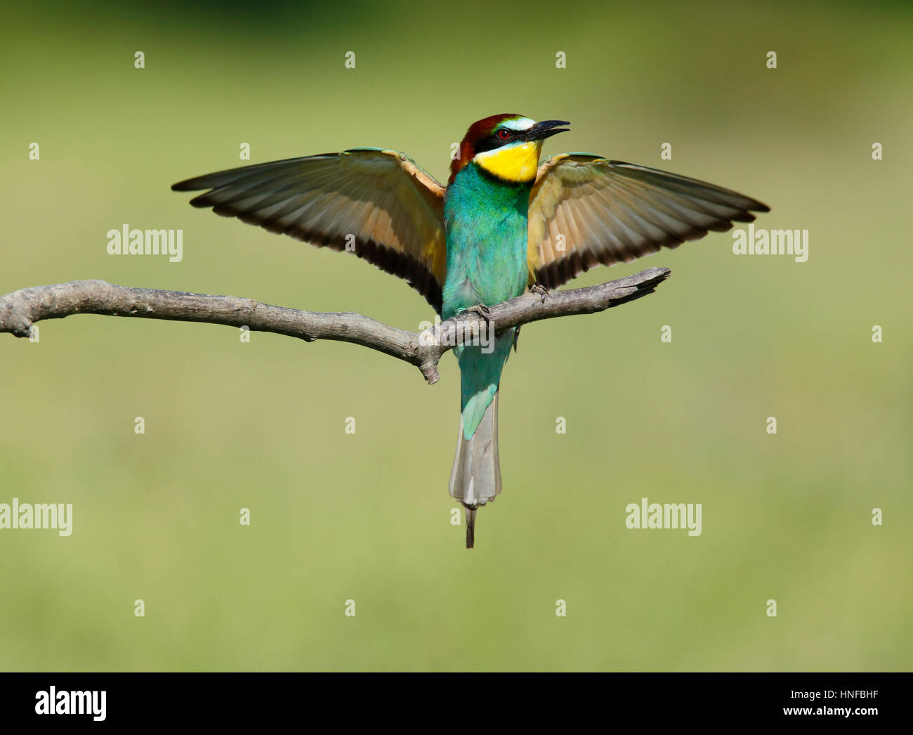 European Bee-eater, Bulgaria Stock Photo