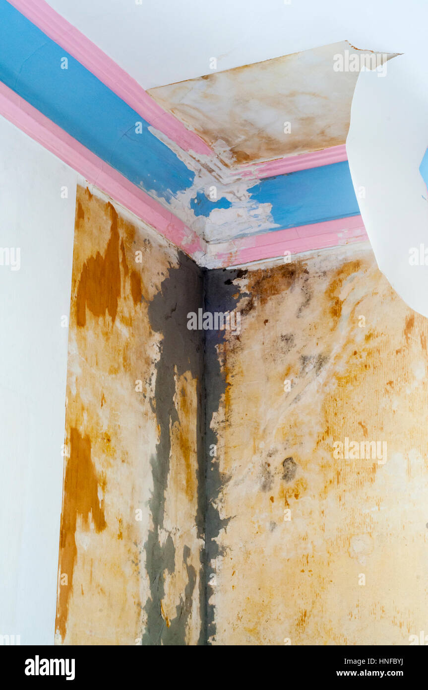 3 Of 5 Reparing Damage Caused To Ceiling Plaster Cornice