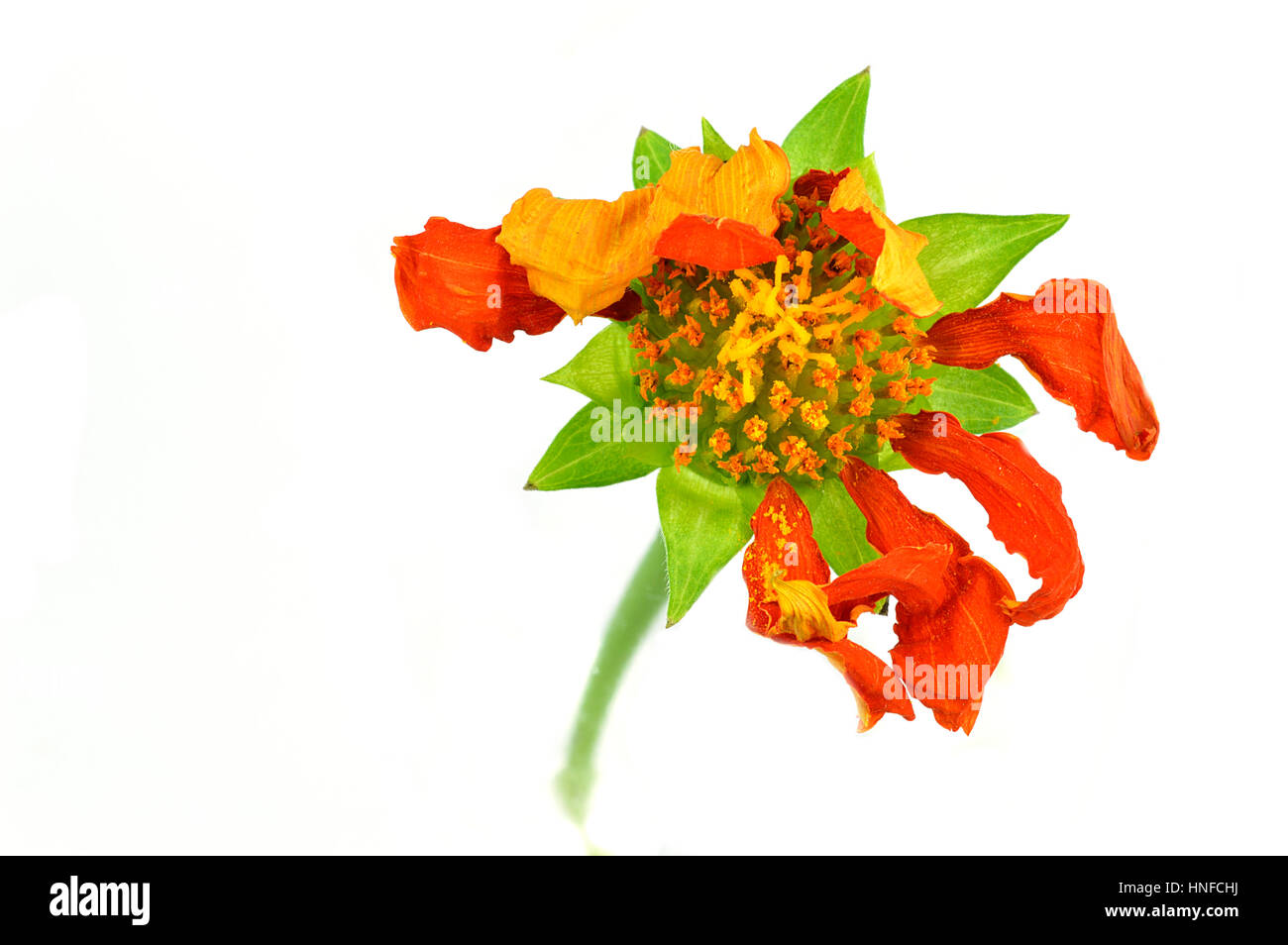Wilted Petals Stock Photos & Wilted Petals Stock Images - Alamy