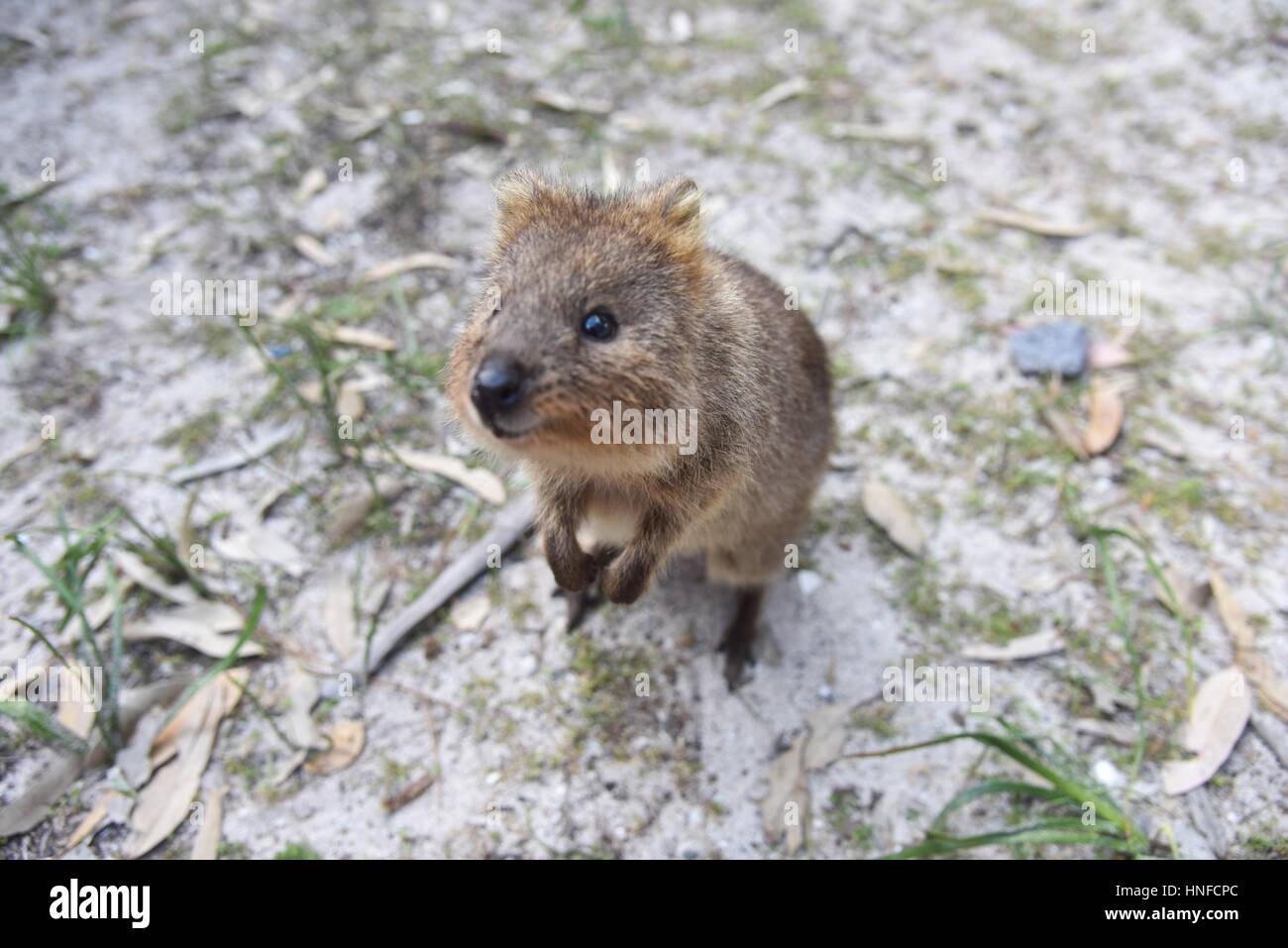 Curious and friendly quokka in natural habitat at Rottnest Island in Western Australia Stock