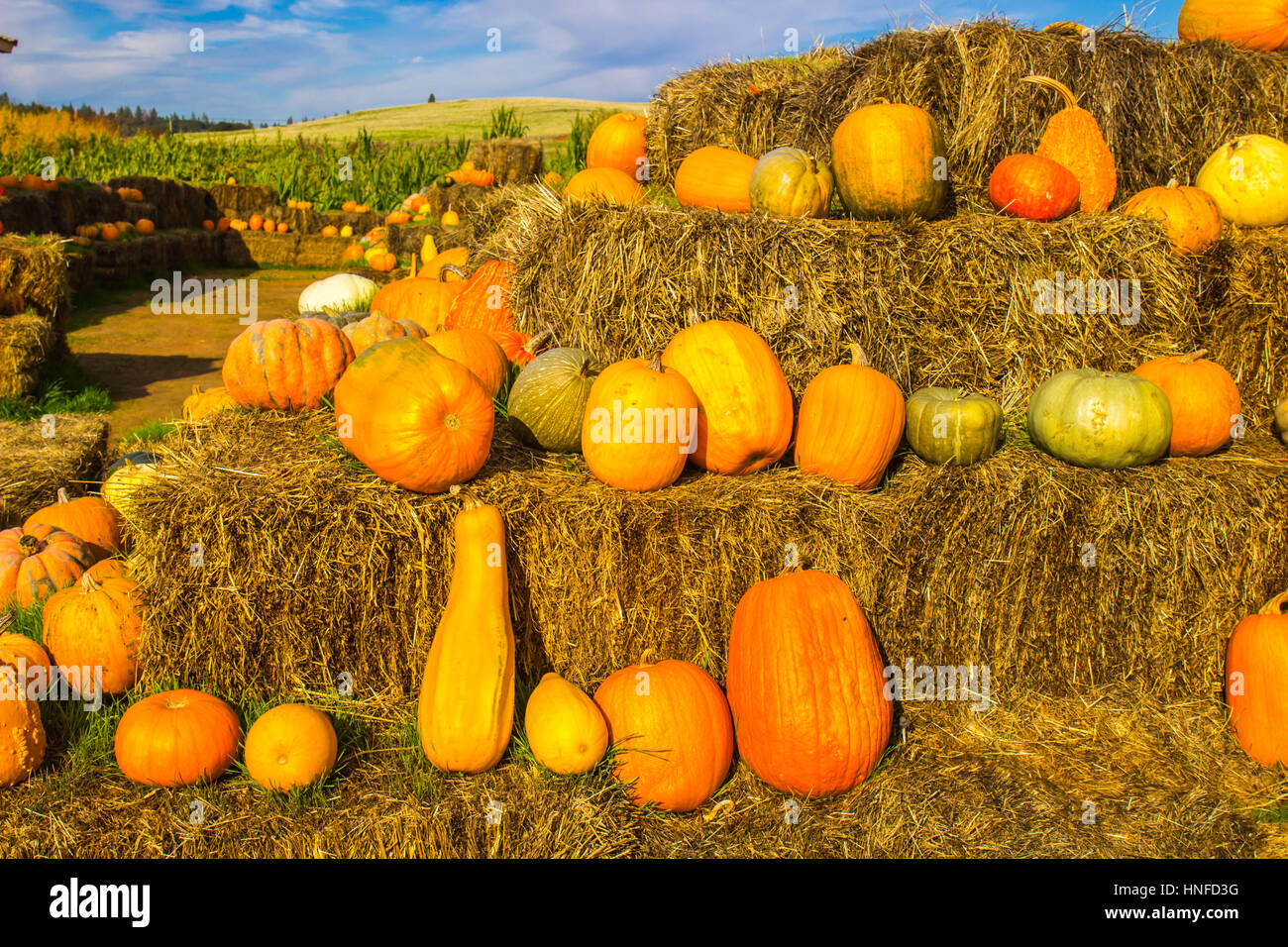 Pumpkins & Melons Stacked On Hay Bales in Autumn Stock Photo Alamy