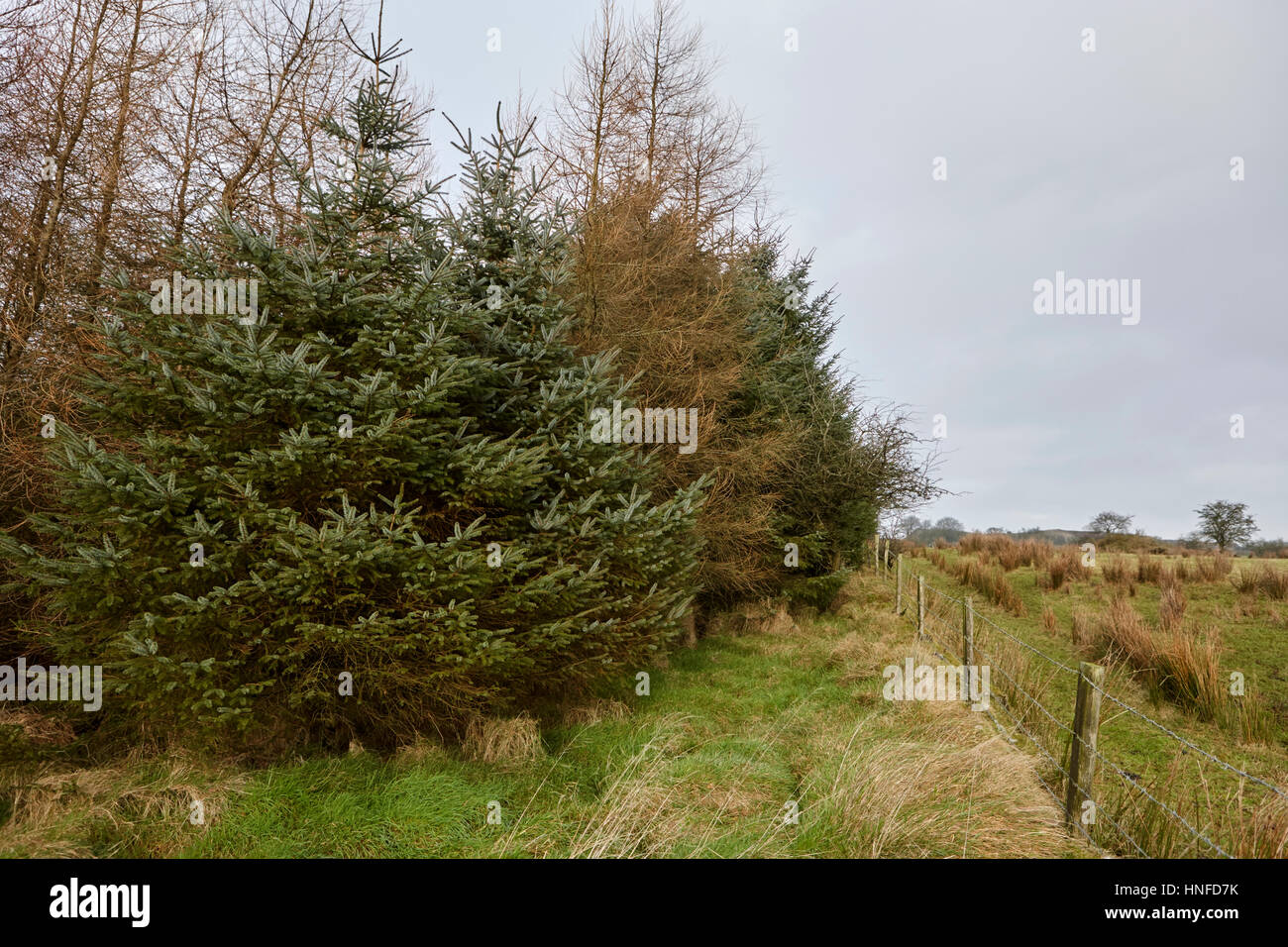 various screen trees on the windward side of small patch of evergreen sitka spruce woodland ballymena, county antrim, northern ireland, uk Stock Photo