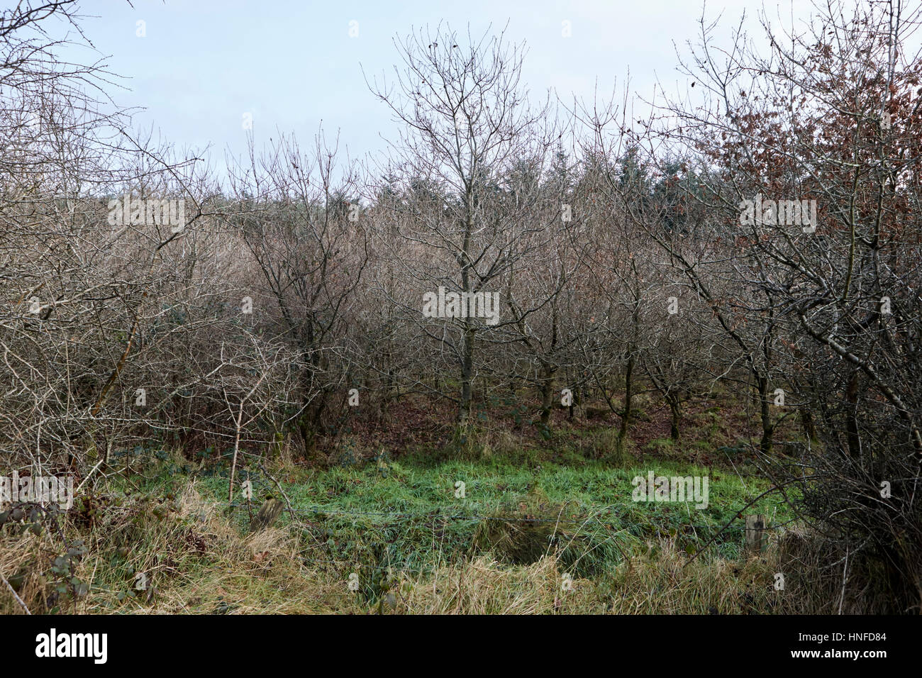 various screen trees on the windward side of small patch of evergreen sitka spruce woodland ballymena, county antrim, northern ireland, uk Stock Photo