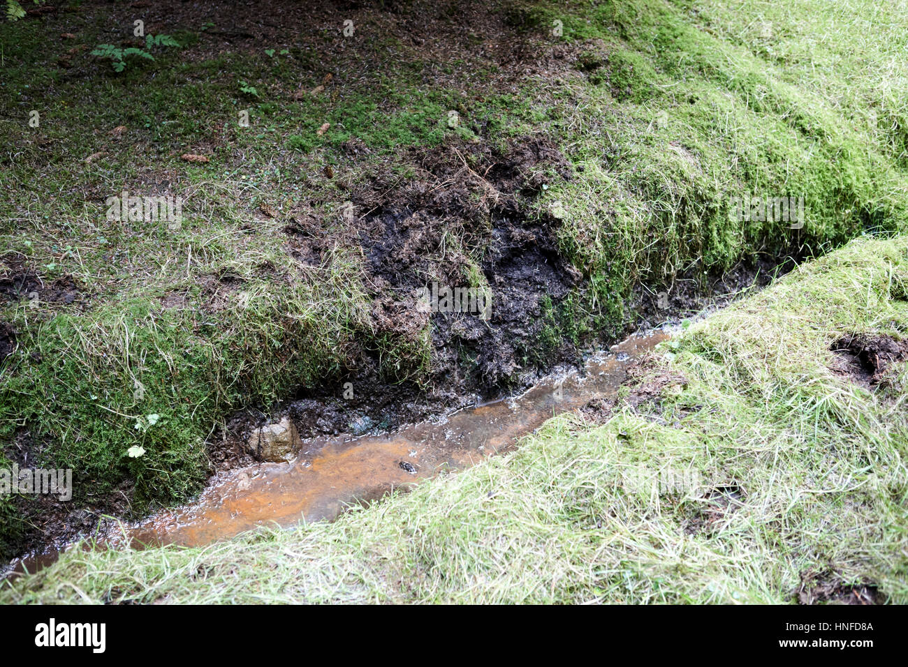 drainage ditch dug in boggy peaty farmland ballymena, county antrim, northern ireland, uk Stock Photo