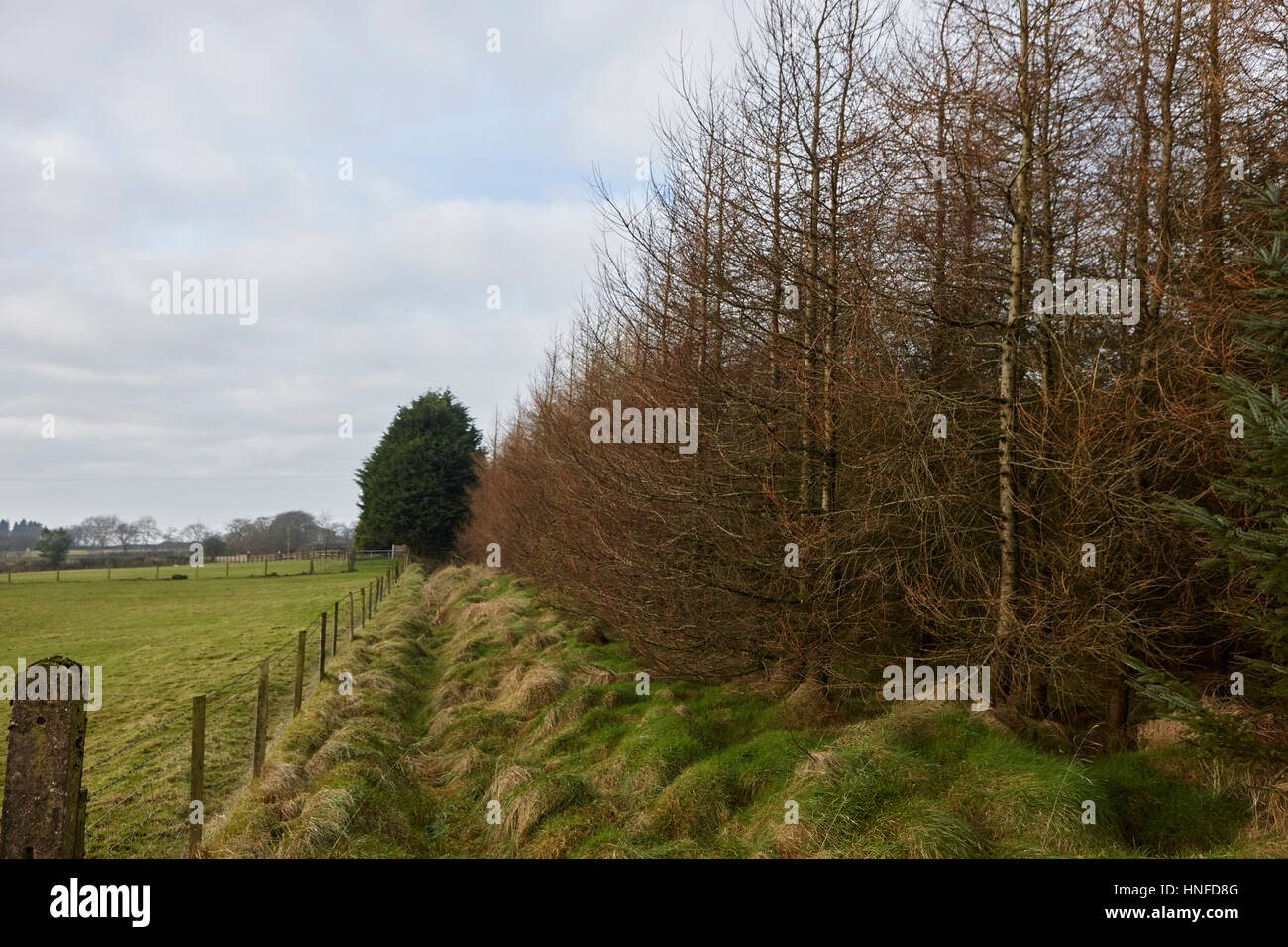 small patch of evergreen sitka spruce woodland ballymena, county antrim, northern ireland, uk Stock Photo