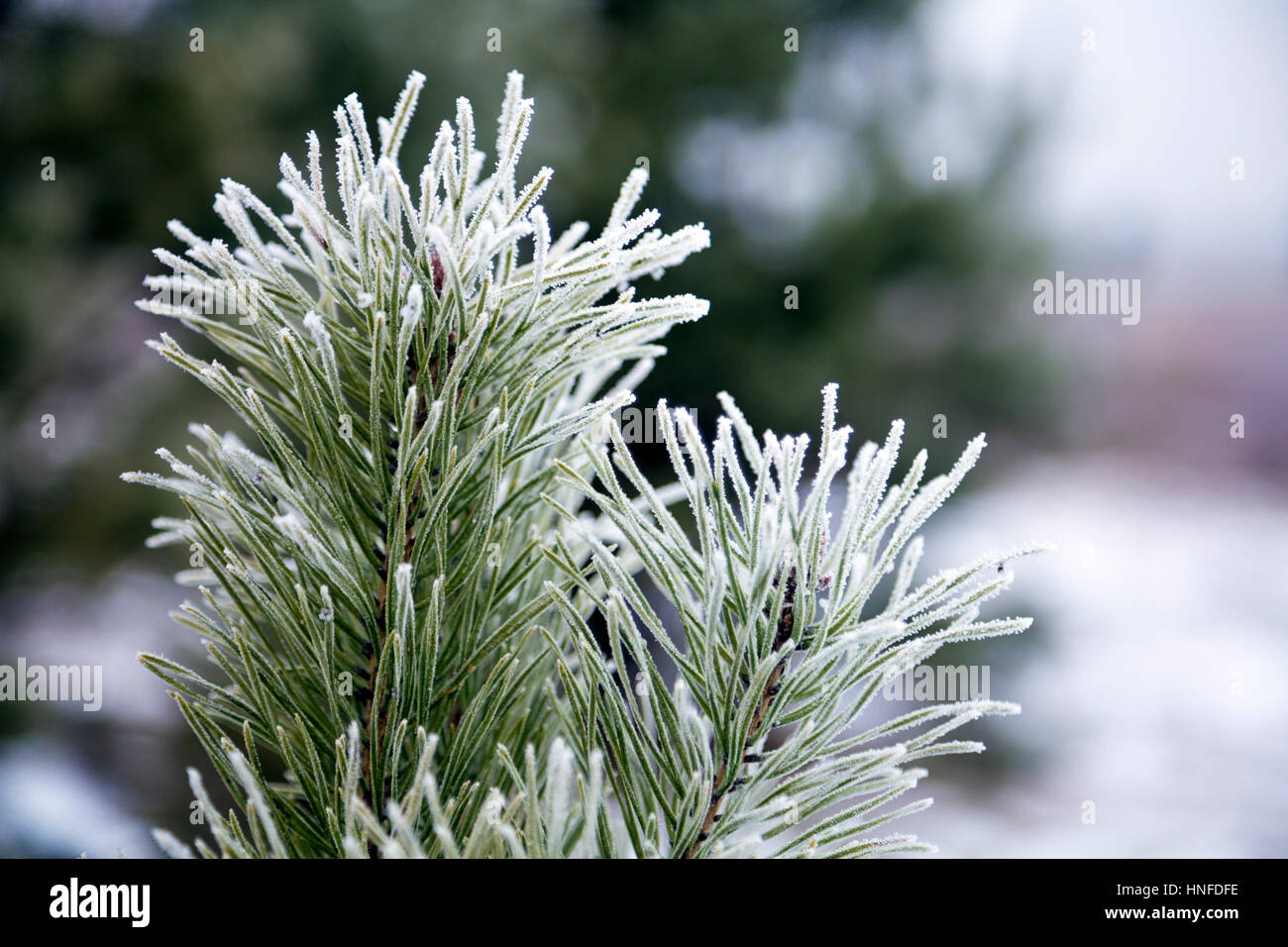 Frost on pine needles in a forest Stock Photo