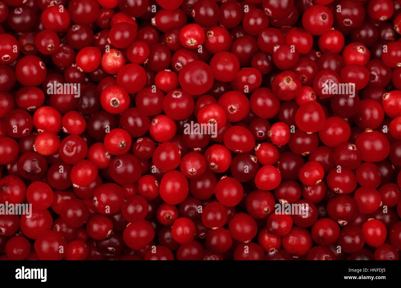 Fresh red ripe cranberries background close up, elevated top view Stock Photo