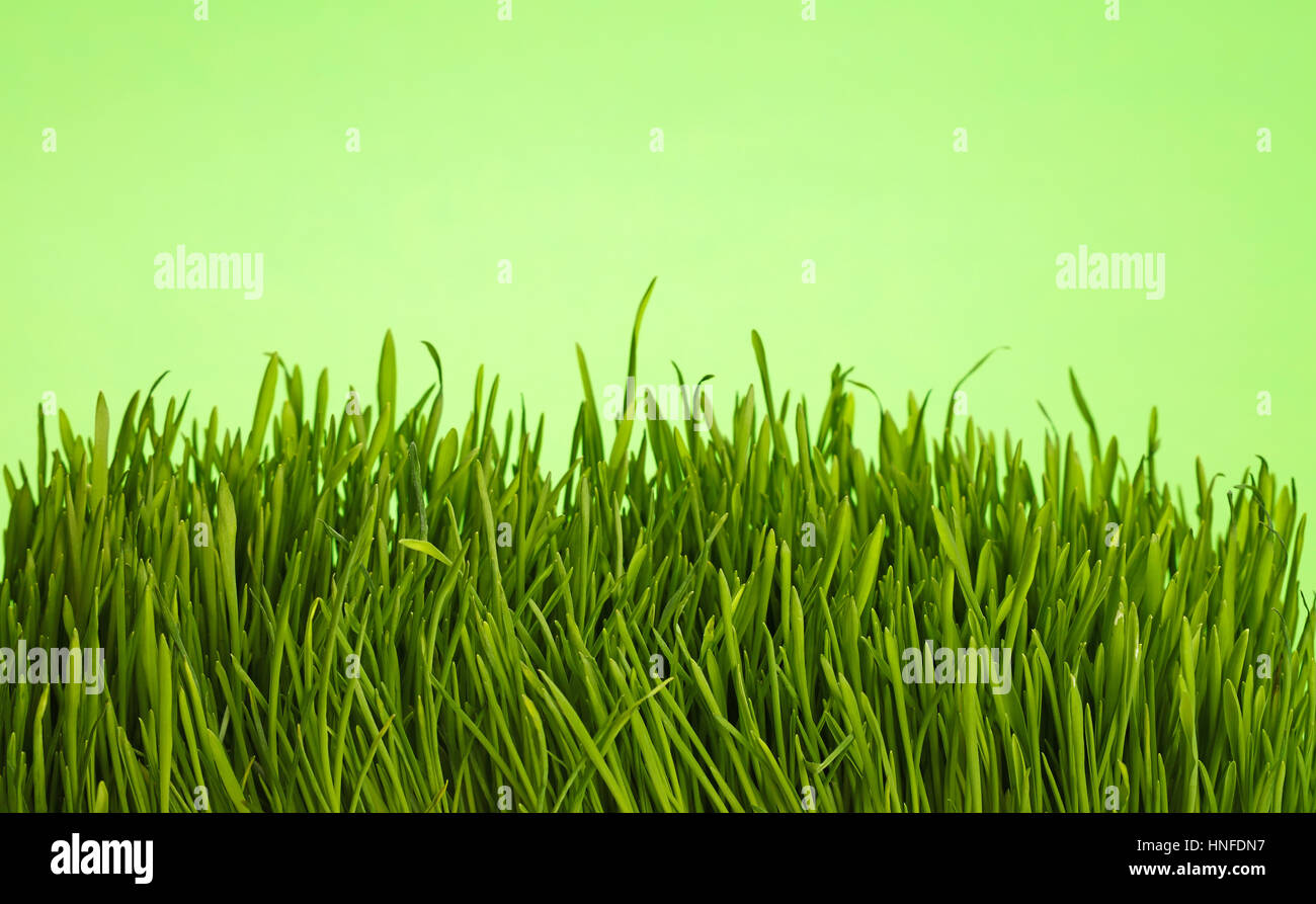 Spring fresh grass greenery close up over natural green background, low angle view Stock Photo