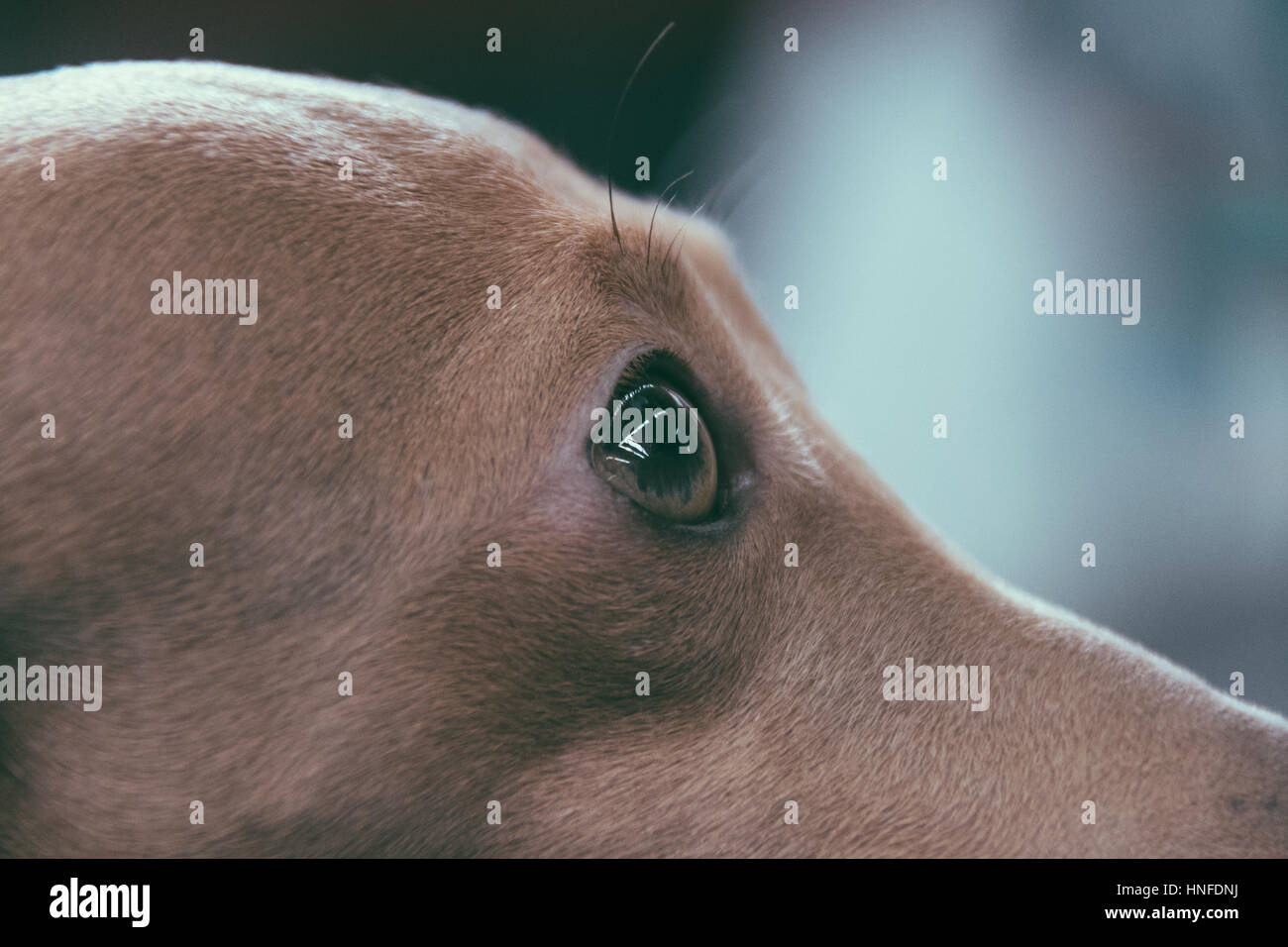 Nice Closeup eye from a italian greyhound dog Stock Photo Alamy