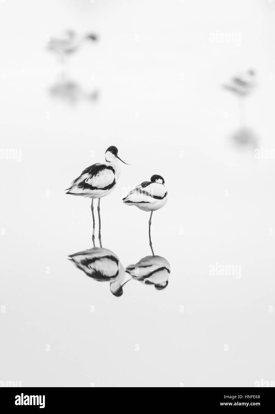 Pair of avocets (Recurvirostra avosetta) standing in shallow pale water with reflection, one is keeping watch, the other has its head under it's wing Stock Photo