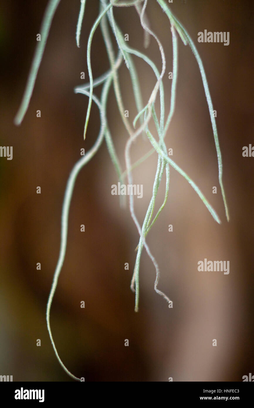 Tillandsia usneoides hi-res stock photography and images - Alamy