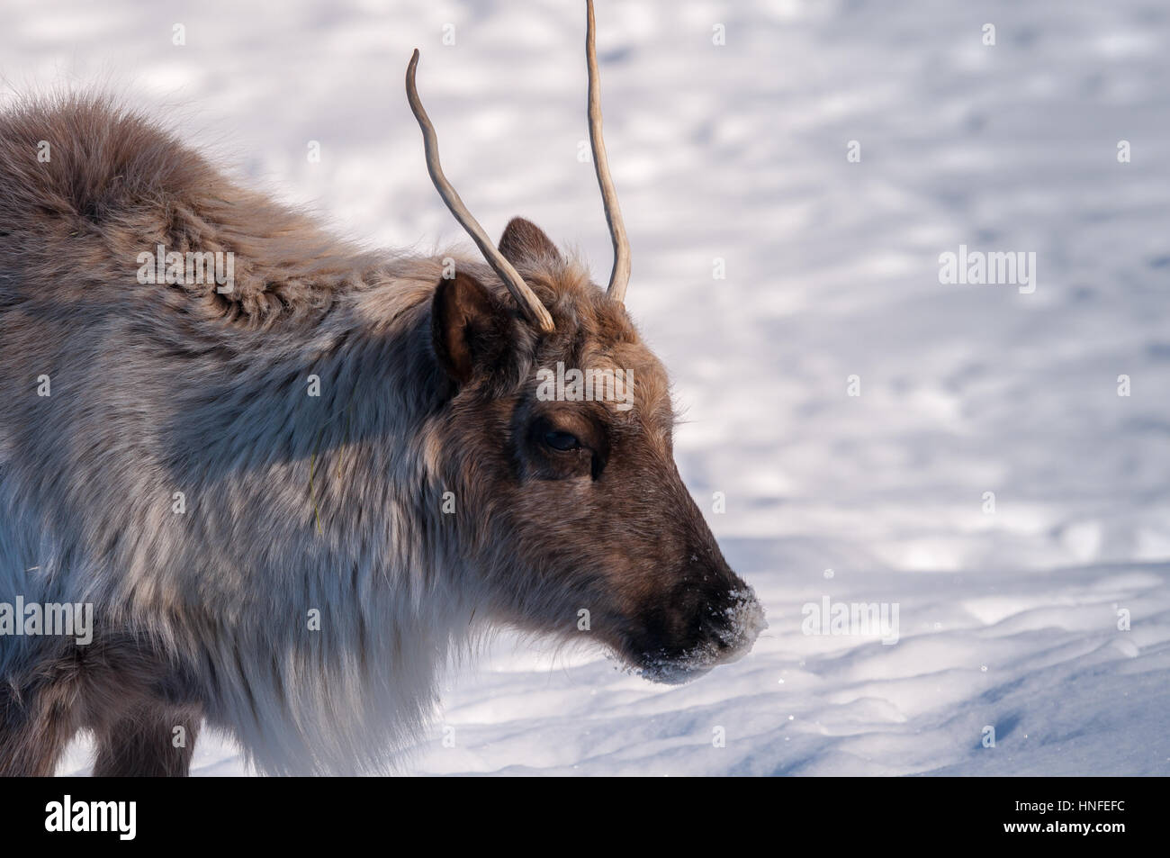 Caribou head close-up in winter. Stock Photo