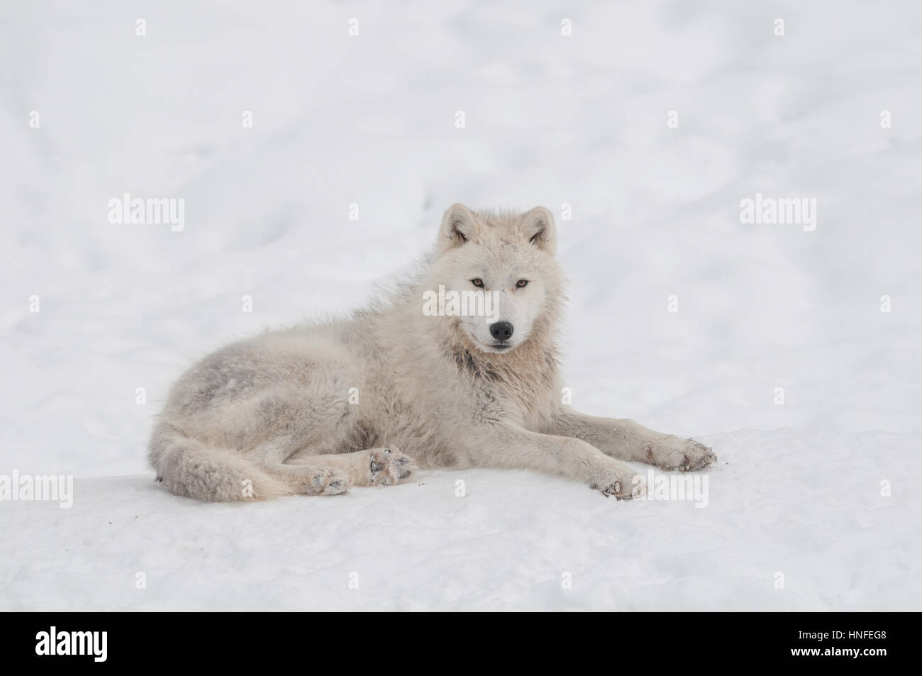 Arctic wolf in the snow Stock Photo - Alamy