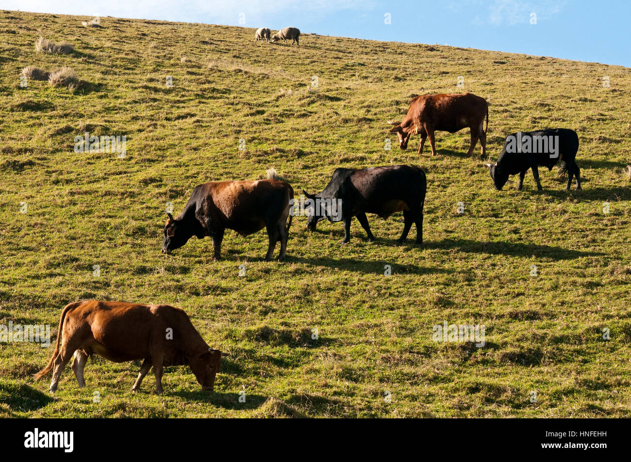 Transkei farm hires stock photography and images Alamy