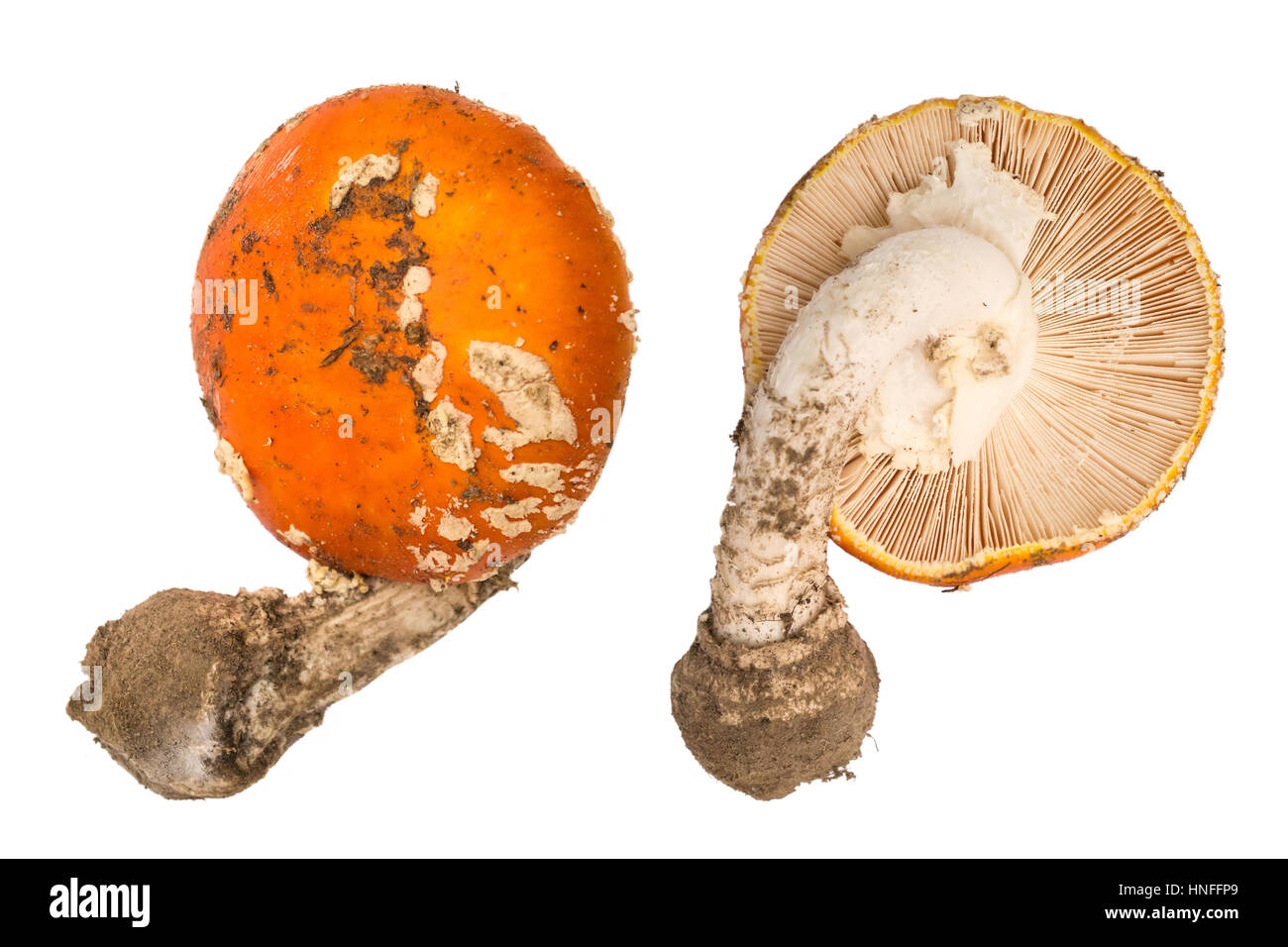 Amanita muscaria mushroom isolated. Amanita view from above and from below Stock Photo