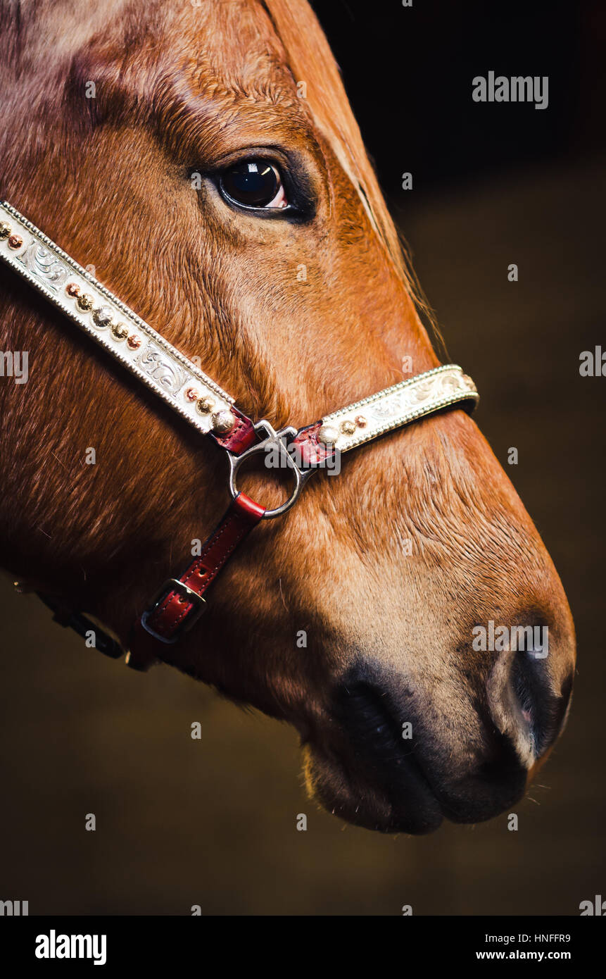 Closeup of brown horse face with bridle Stock Photo