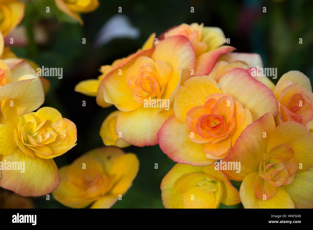 nature spring floral background yellow begonia flower blossom close up selective focus soft focus blurred flowers on background Stock Photo