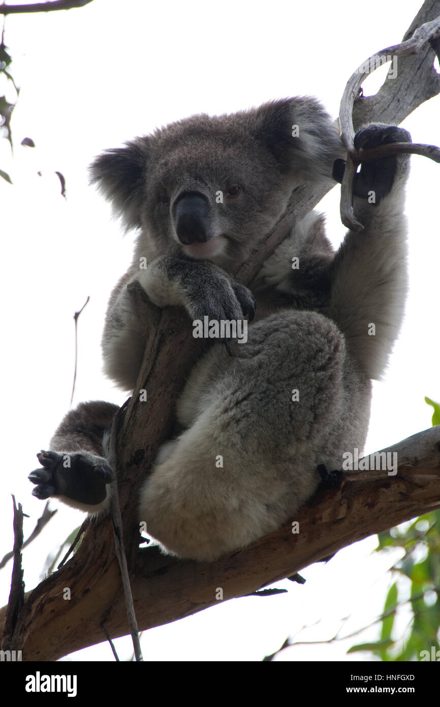 Koala hugging tree hi-res stock photography and images - Alamy