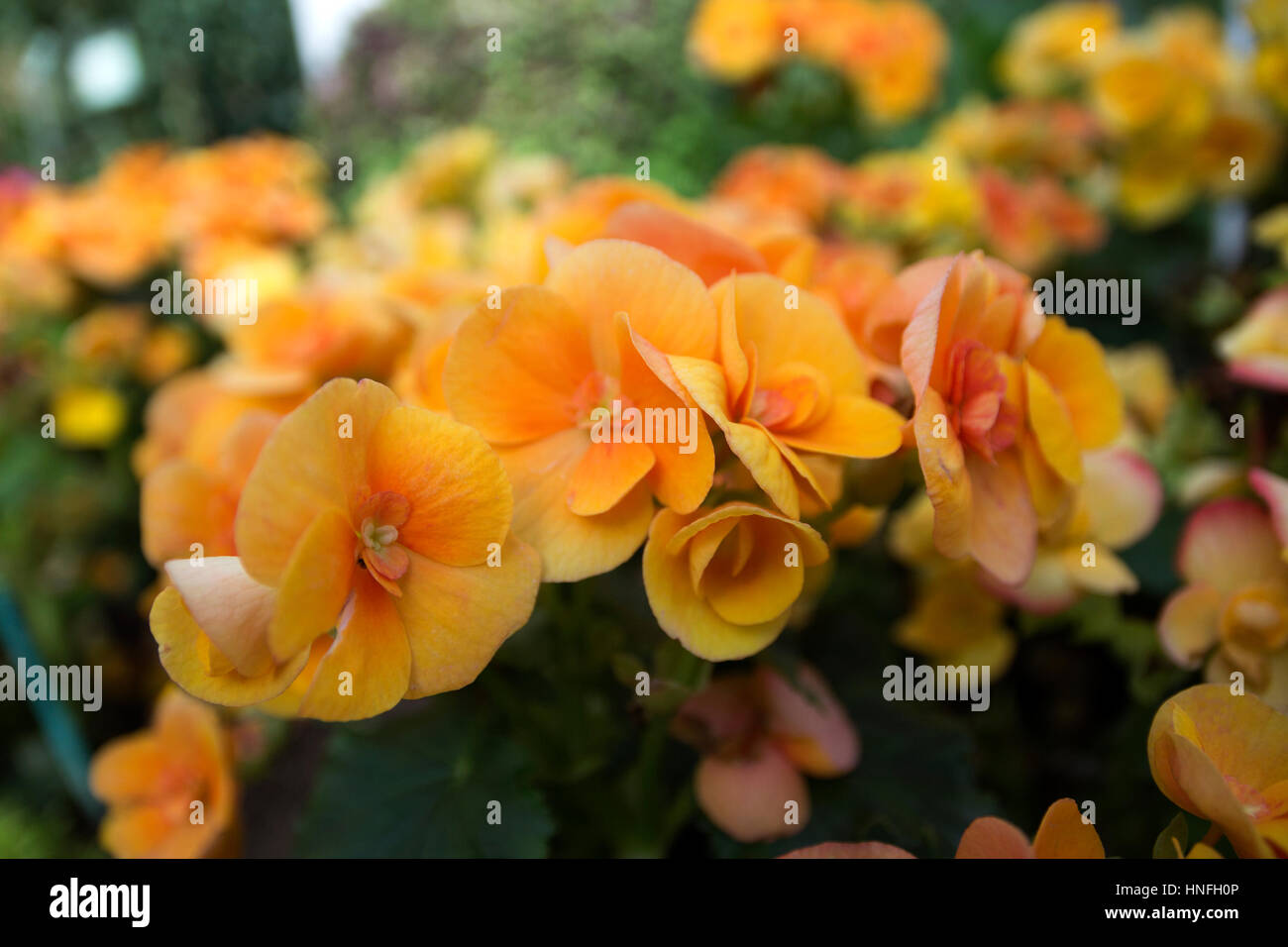 nature spring floral background yellow begonia flower blossom close up selective focus soft focus blurred flowers on background Stock Photo