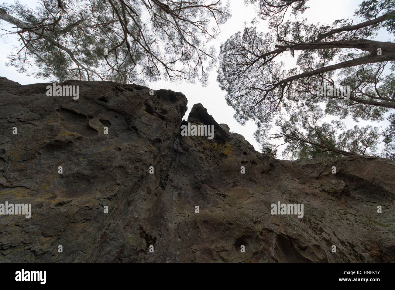 Koala hugging tree hi-res stock photography and images - Alamy